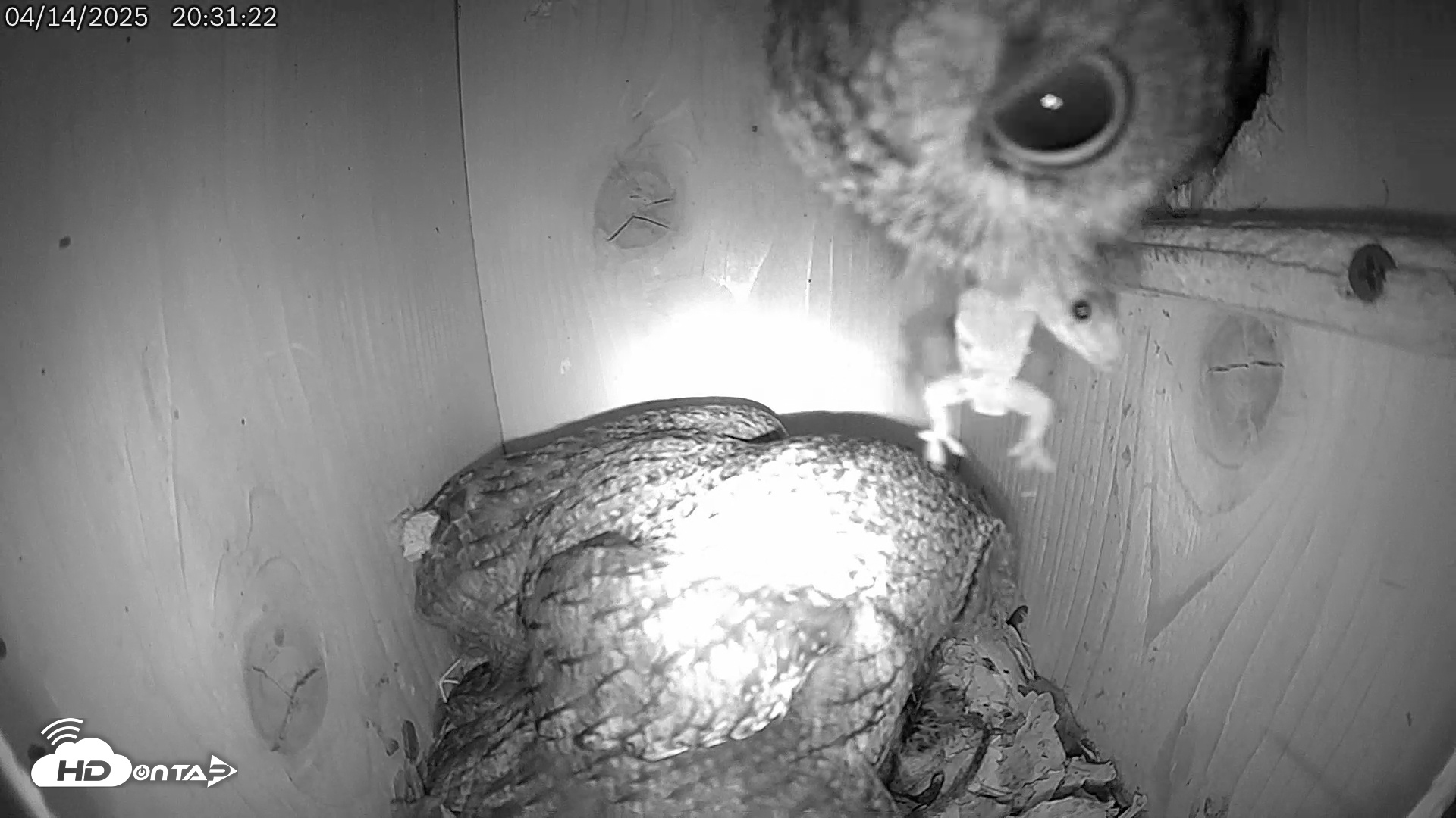 Snapshot of Eastern Screech Owl Live Cam taken Apr 14, 2025, 10:04pm CDT