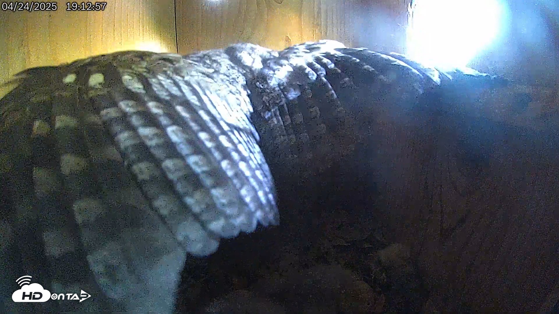Snapshot of Eastern Screech Owl Live Cam taken Apr 25, 2025, 12:01am CDT