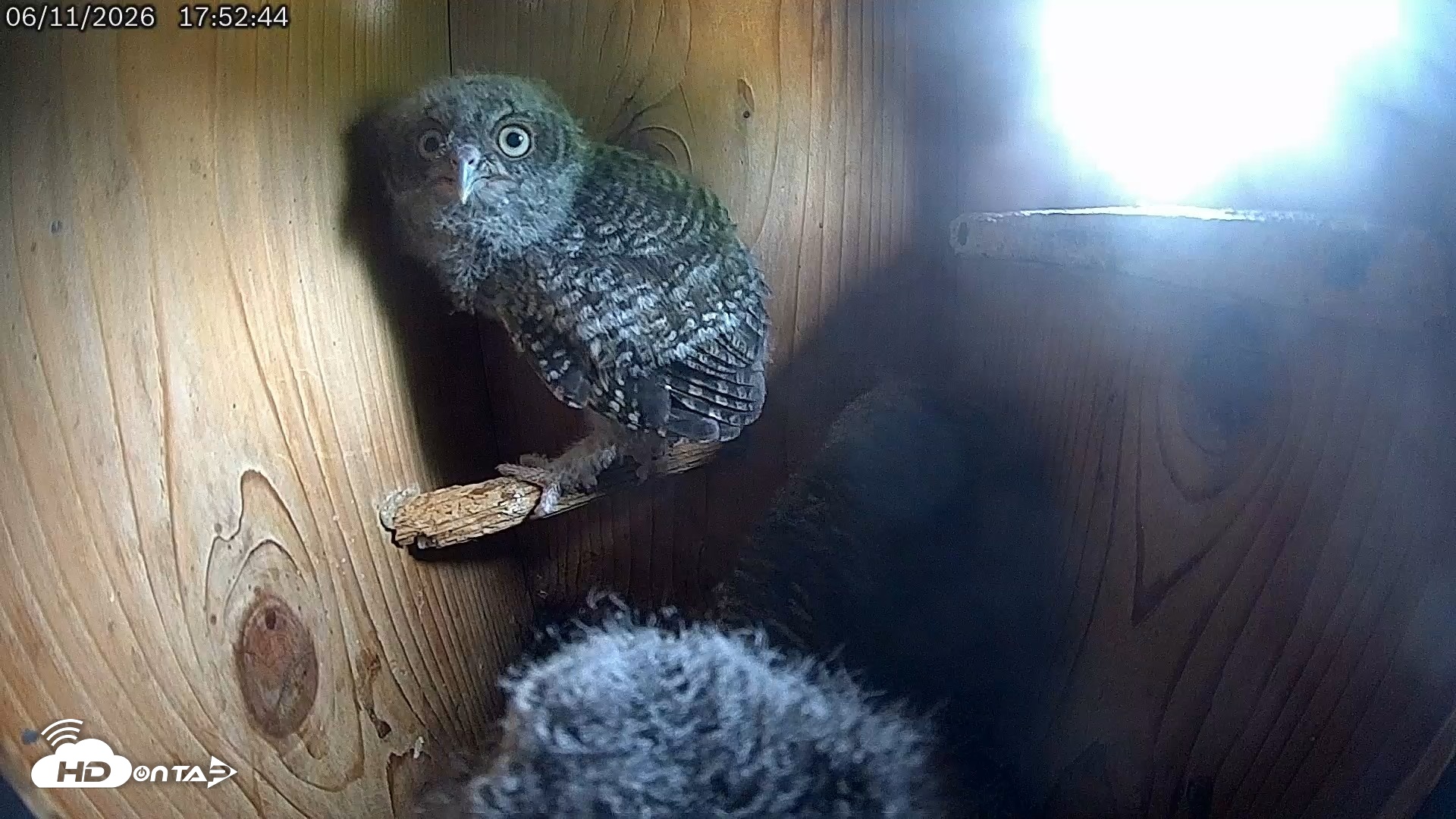 Snapshot of Eastern Screech Owl Live Cam taken Jun 11, 2026, 8:14pm CDT