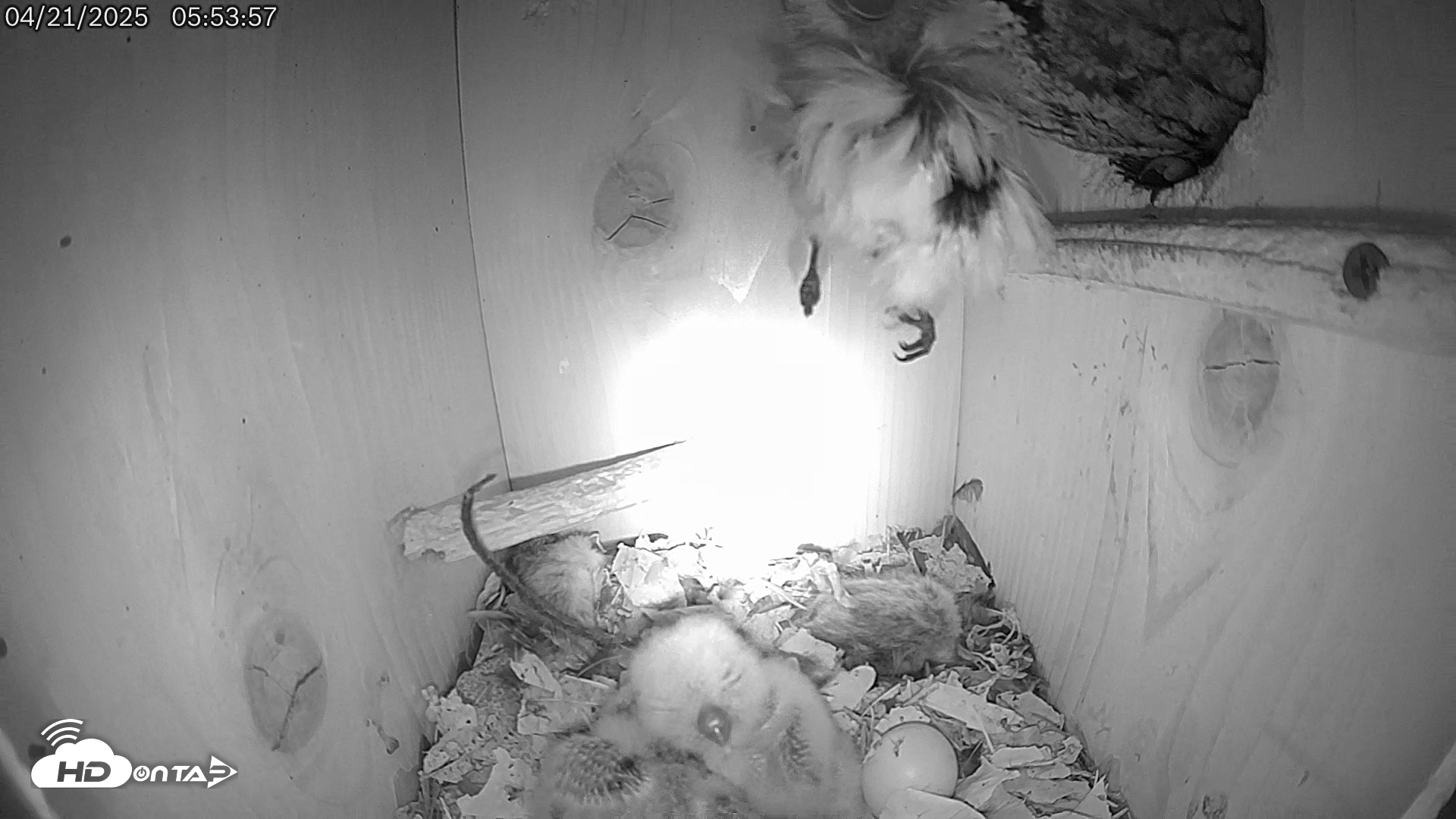 Snapshot of Eastern Screech Owl Live Cam taken Apr 21, 2025, 7:05am CDT