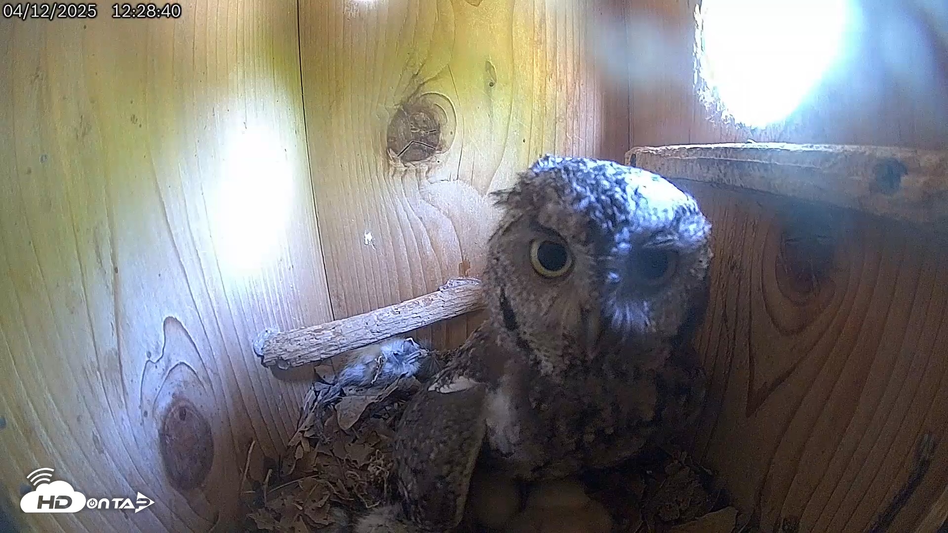 Snapshot of Eastern Screech Owl Live Cam taken Apr 12, 2025, 12:29pm CDT