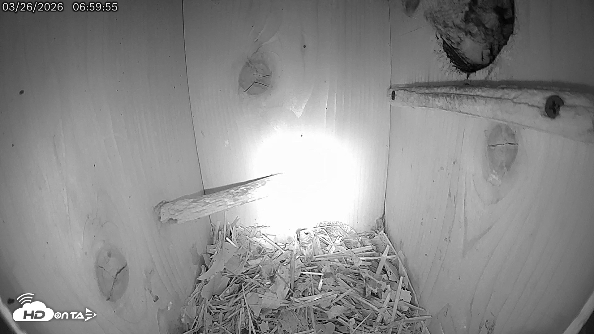 Snapshot of Eastern Screech Owl Live Cam taken Mar 26, 2026, 7:35am CDT
