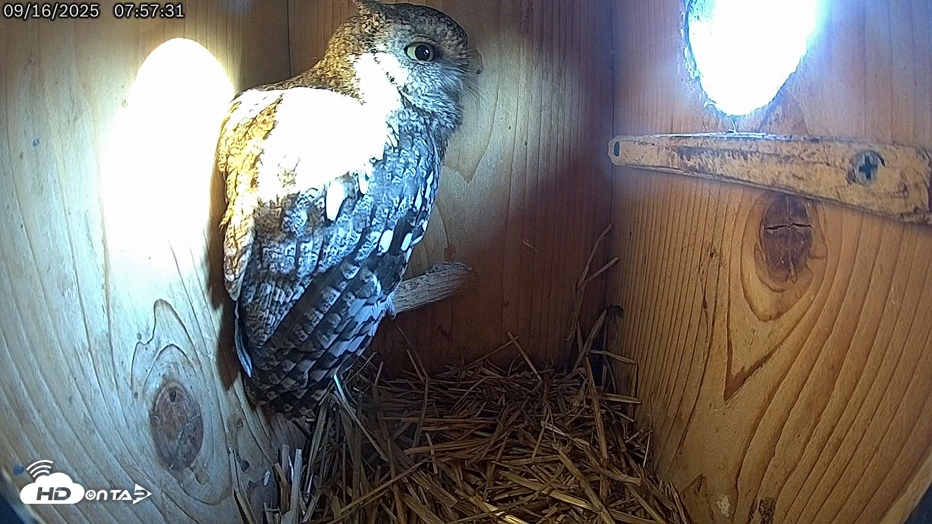 Snapshot of Eastern Screech Owl Live Cam taken Sep 16, 2025, 9:29am CDT