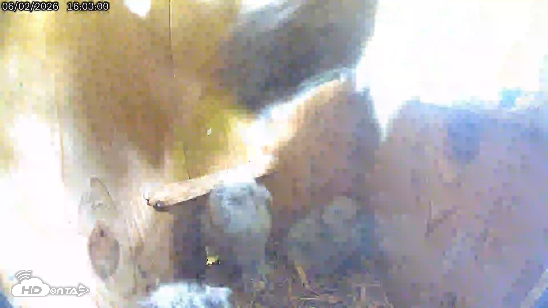 Snapshot of Eastern Screech Owl Live Cam taken Jun 2, 2026, 5:03pm CDT