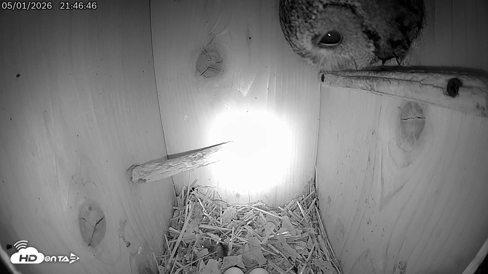 Snapshot of Eastern Screech Owl Live Cam taken May 1, 2026, 11:35pm CDT