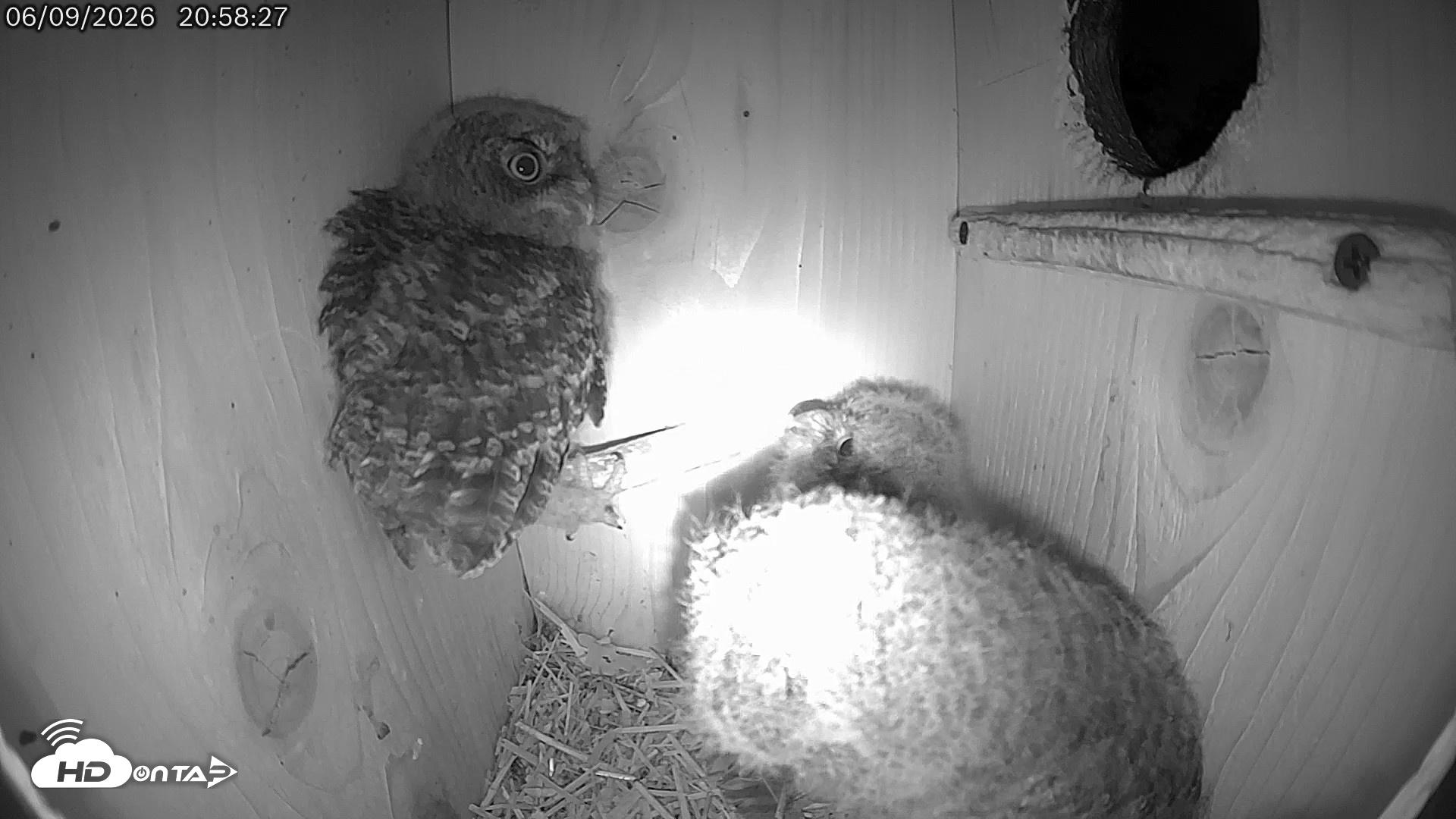 Snapshot of Eastern Screech Owl Live Cam taken Jun 9, 2026, 11:19pm CDT