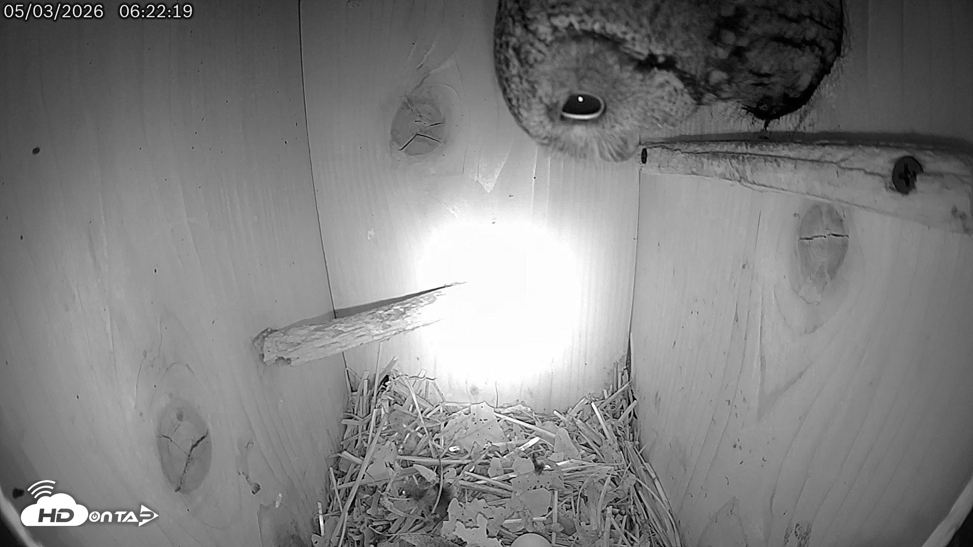 Snapshot of Eastern Screech Owl Live Cam taken May 3, 2026, 6:23am CDT