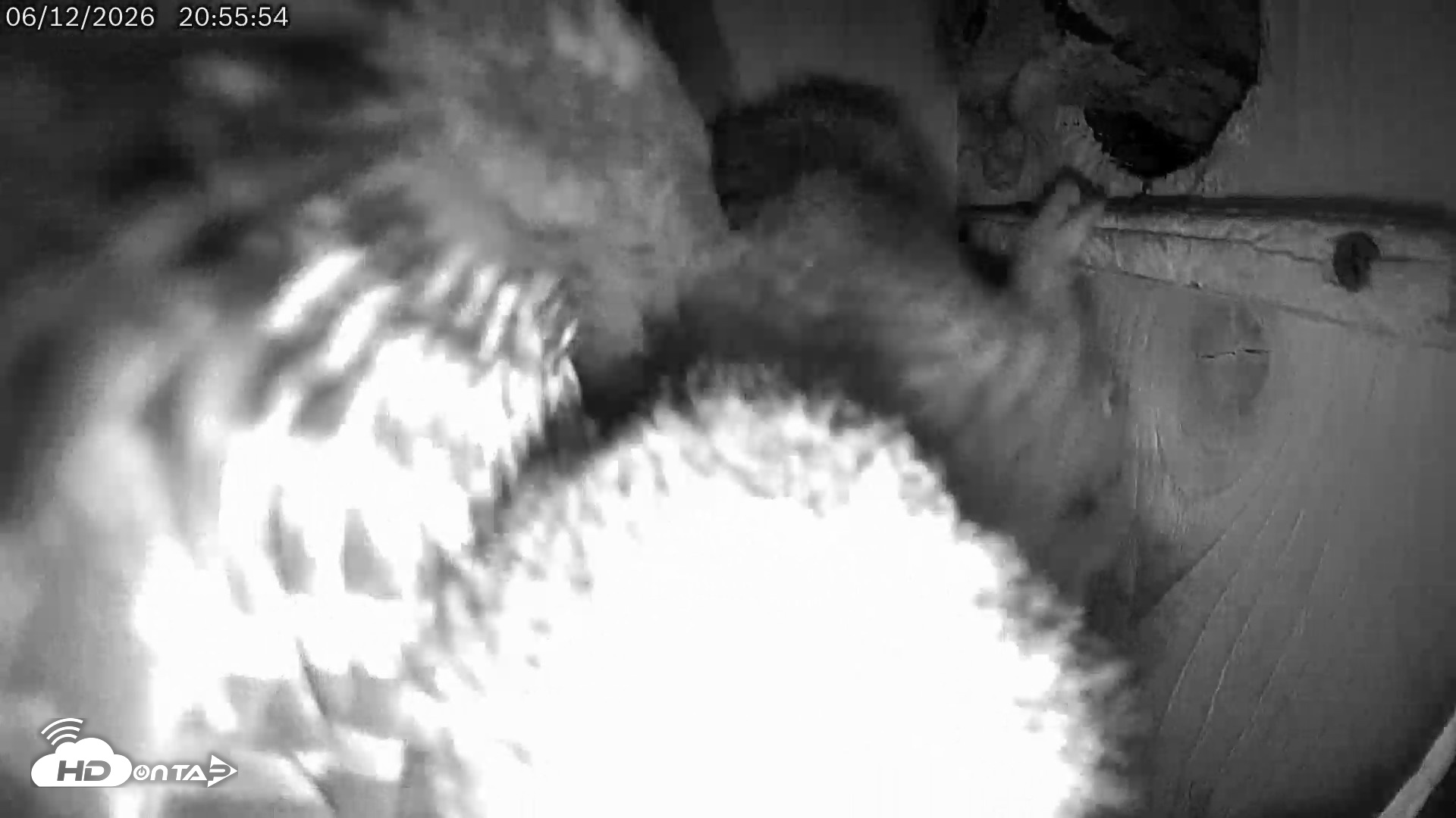 Snapshot of Eastern Screech Owl Live Cam taken Jun 12, 2026, 9:44pm CDT