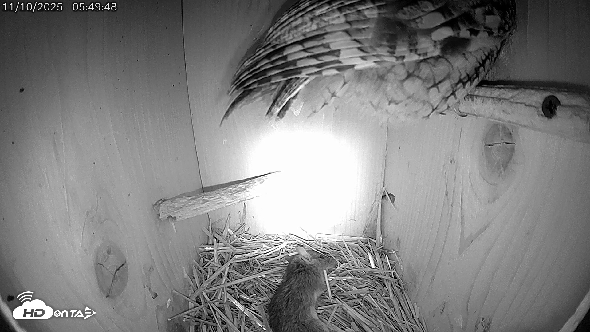 Snapshot of Eastern Screech Owl Live Cam taken Nov 10, 2025, 9:47am CST