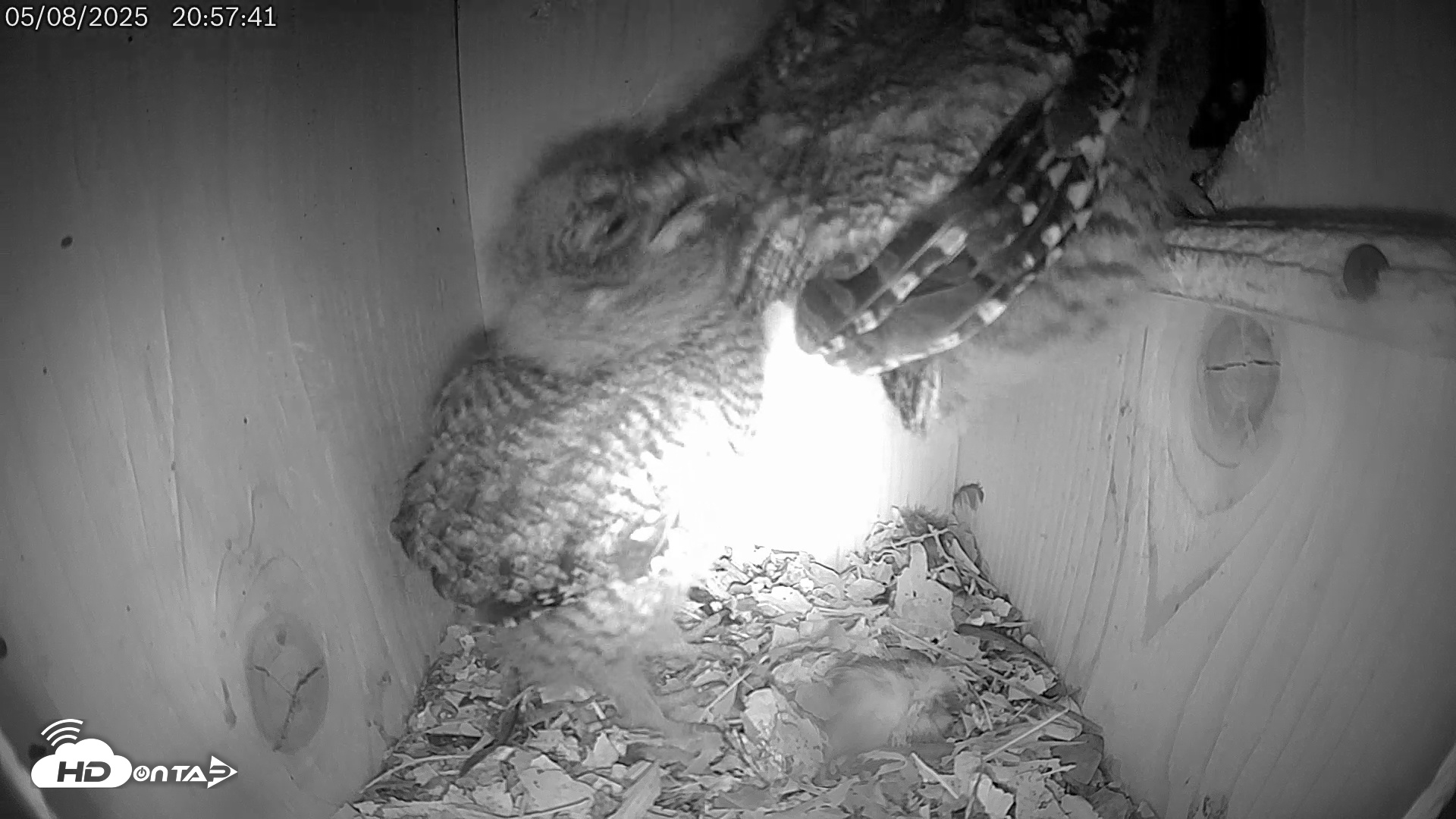 Snapshot of Eastern Screech Owl Live Cam taken May 9, 2025, 6:57am CDT