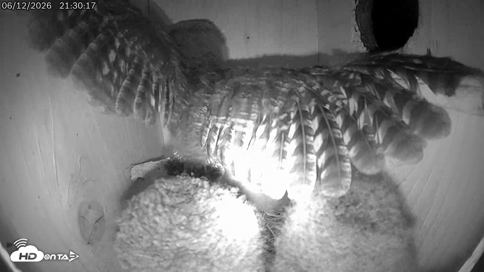 Snapshot of Eastern Screech Owl Live Cam taken Jun 12, 2026, 10:09pm CDT