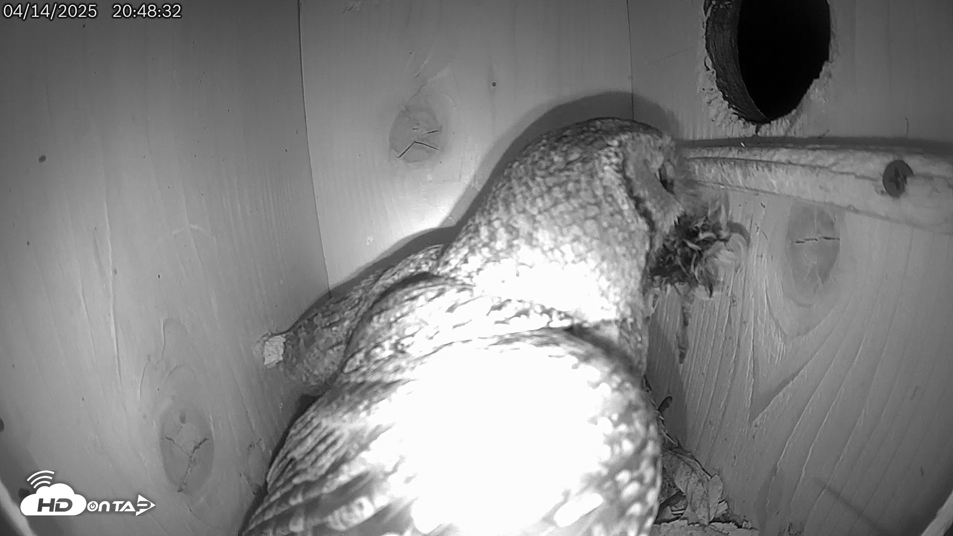 Snapshot of Eastern Screech Owl Live Cam taken Apr 14, 2025, 10:42pm CDT
