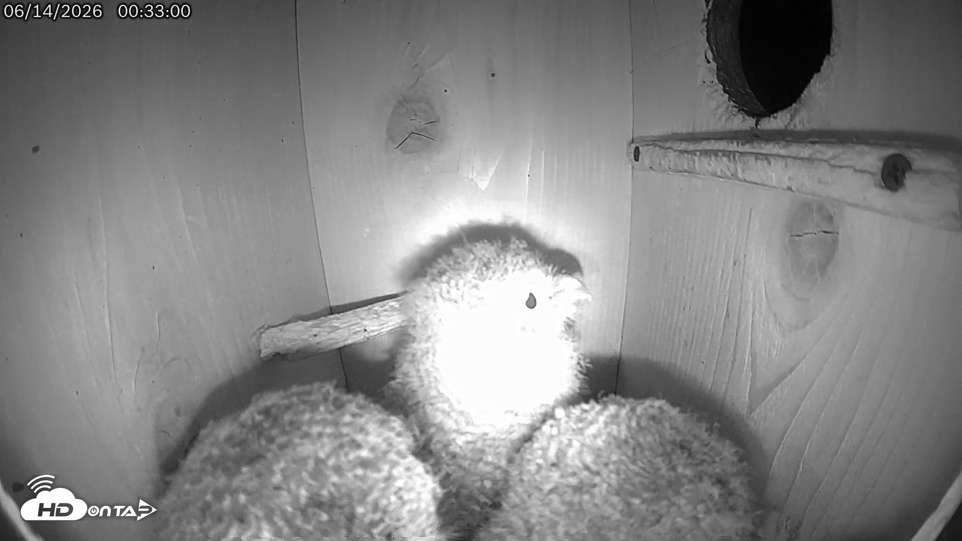 Snapshot of Eastern Screech Owl Live Cam taken Jun 14, 2026, 12:33am CDT