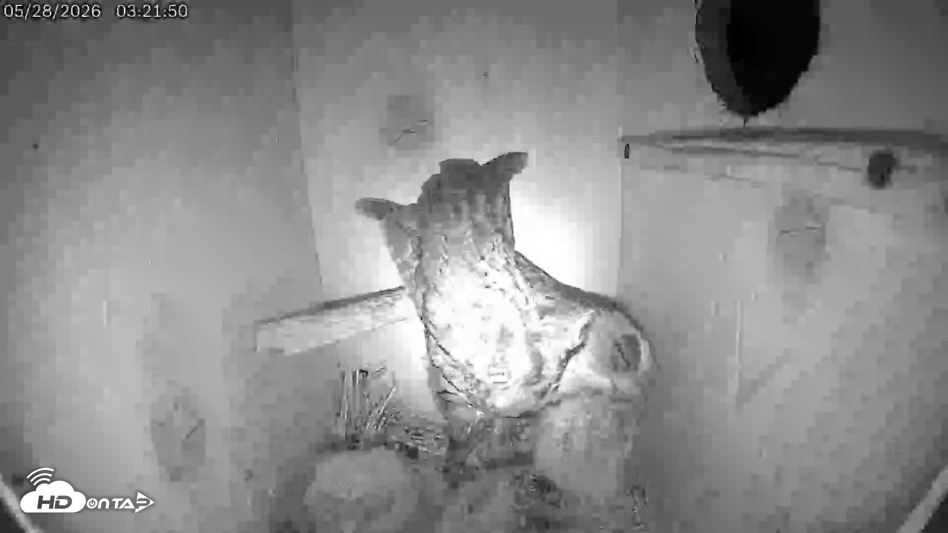Snapshot of Eastern Screech Owl Live Cam taken May 28, 2026, 3:42am CDT