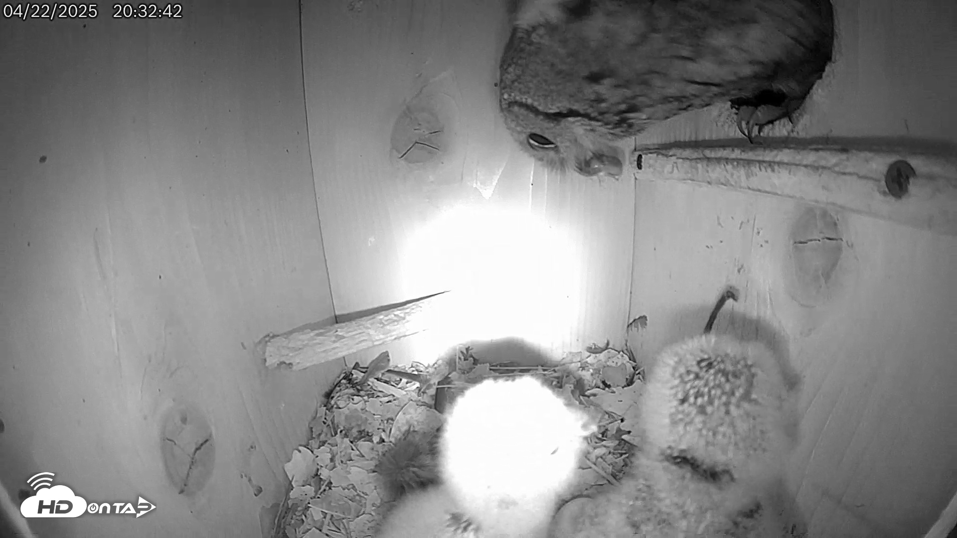 Snapshot of Eastern Screech Owl Live Cam taken Apr 23, 2025, 2:07am CDT
