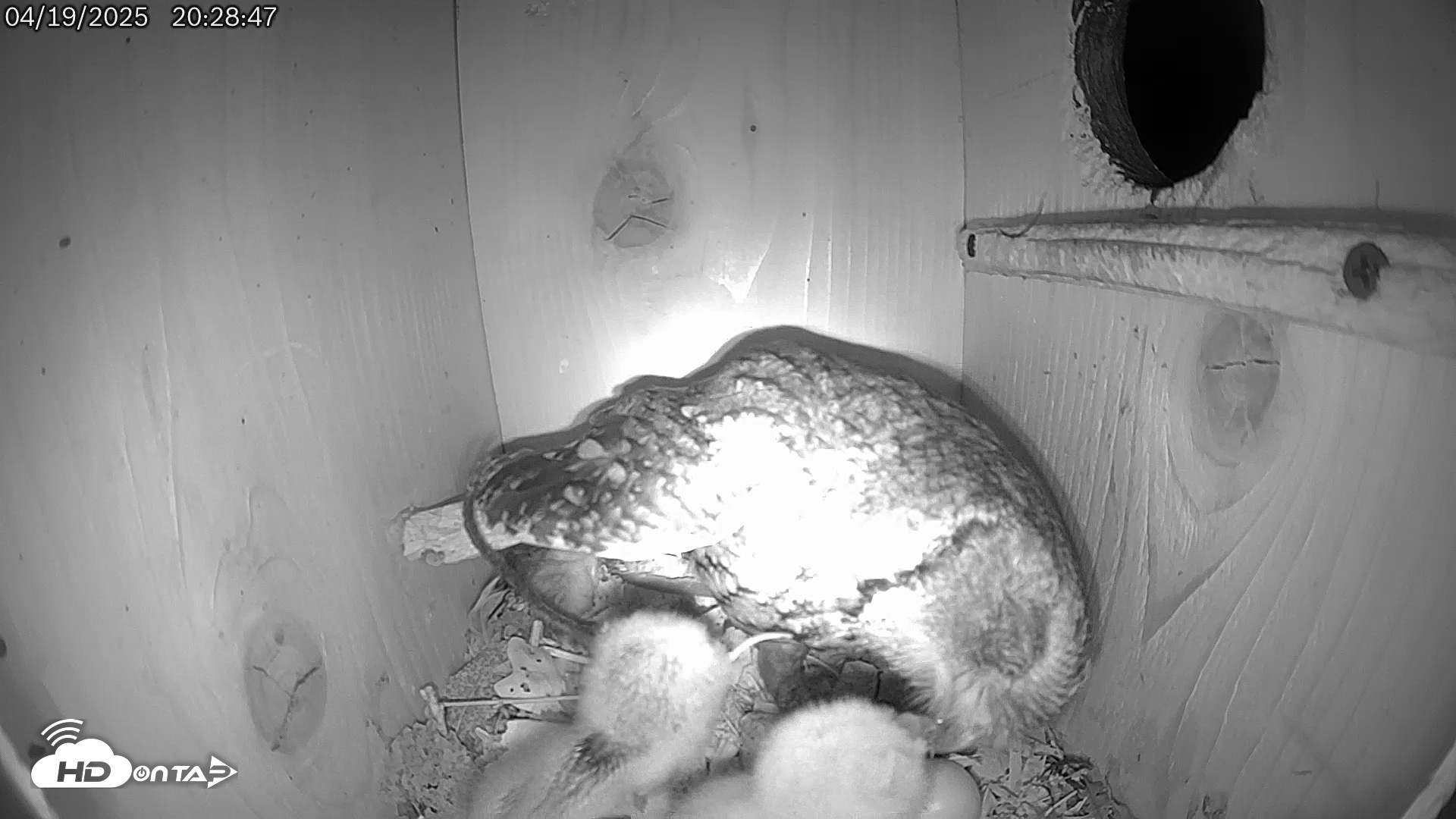 Snapshot of Eastern Screech Owl Live Cam taken Apr 20, 2025, 2:17am CDT