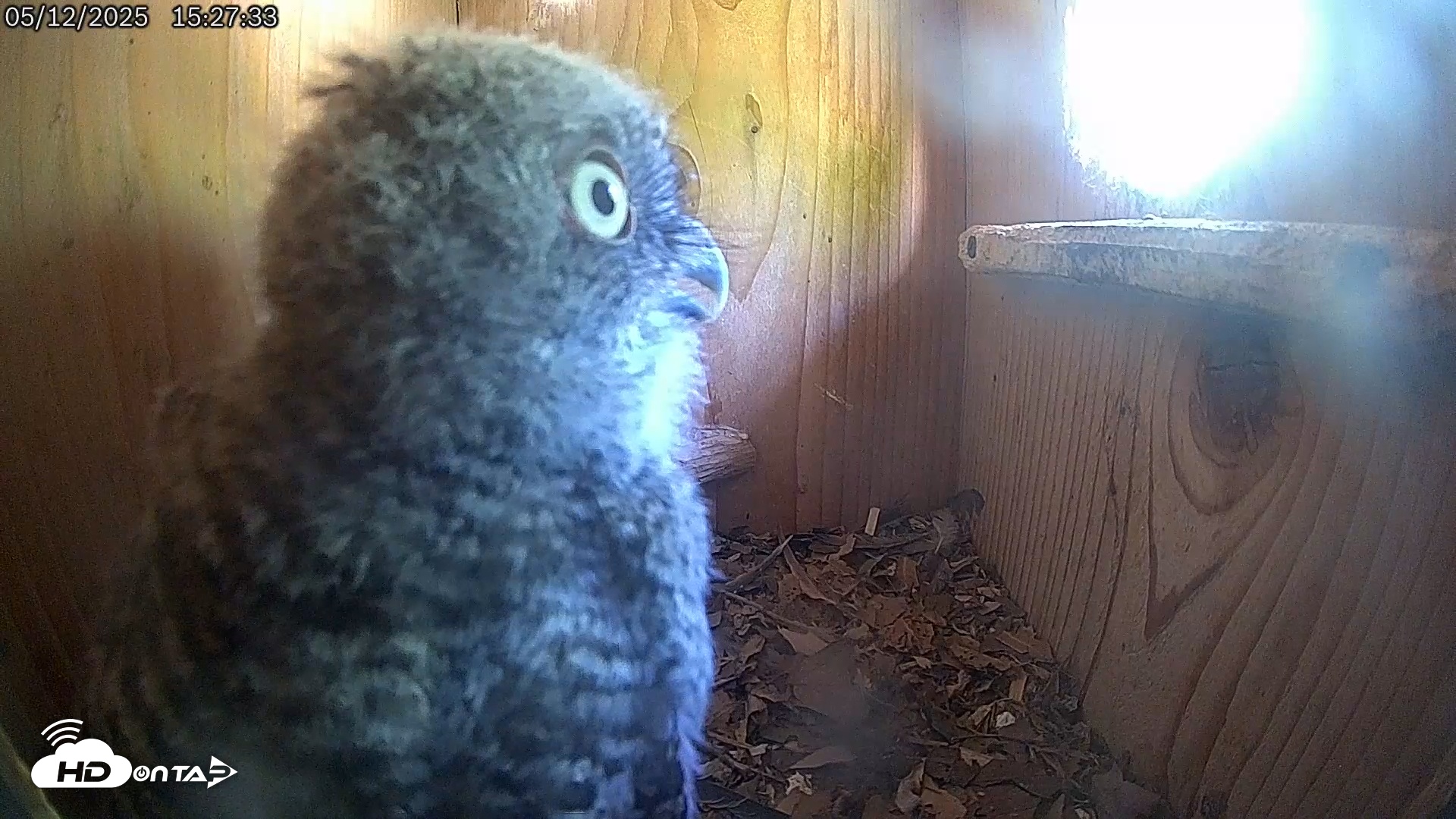 Snapshot of Eastern Screech Owl Live Cam taken May 12, 2025, 5:23pm CDT