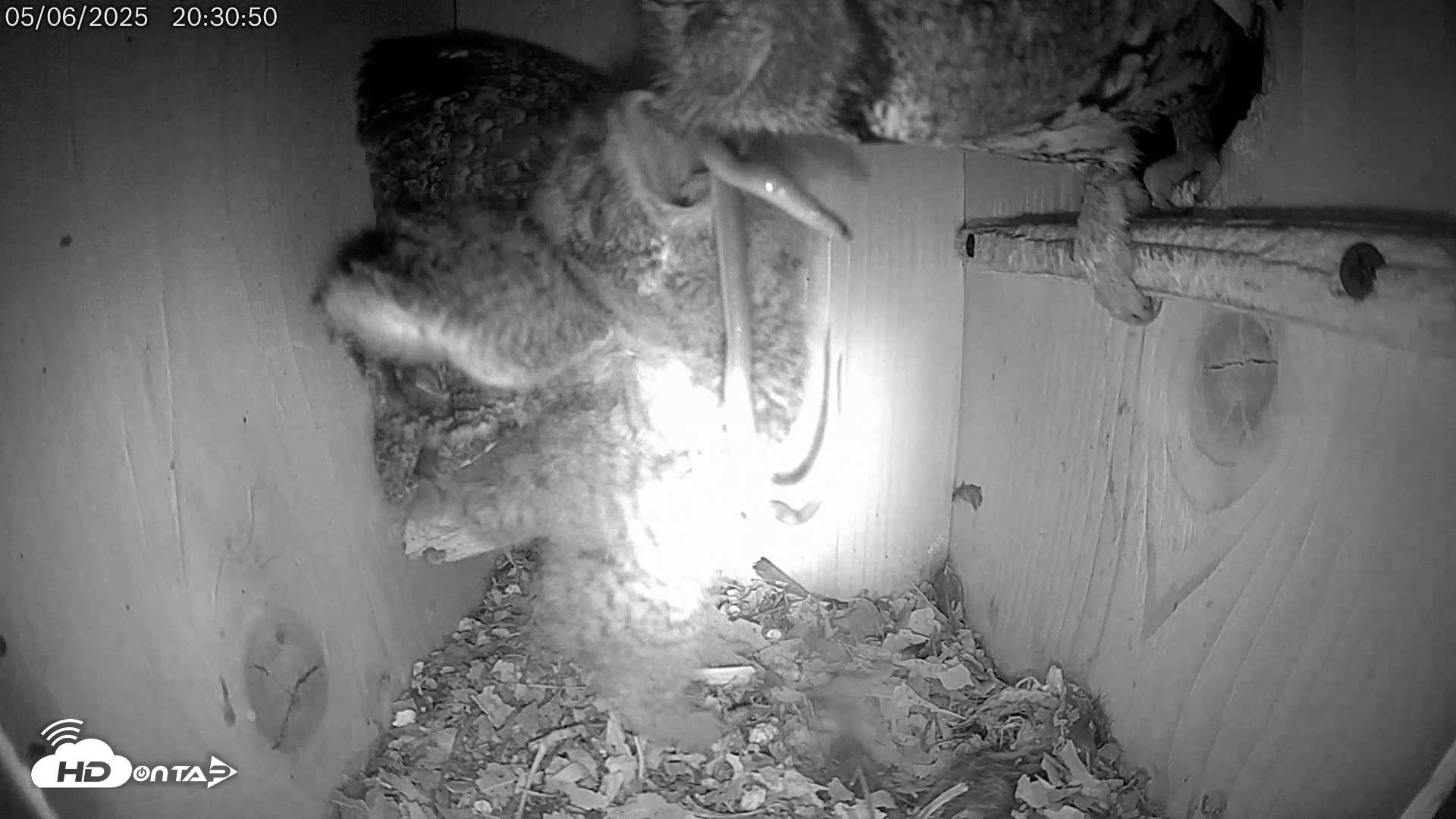 Snapshot of Eastern Screech Owl Live Cam taken May 6, 2025, 8:35pm CDT