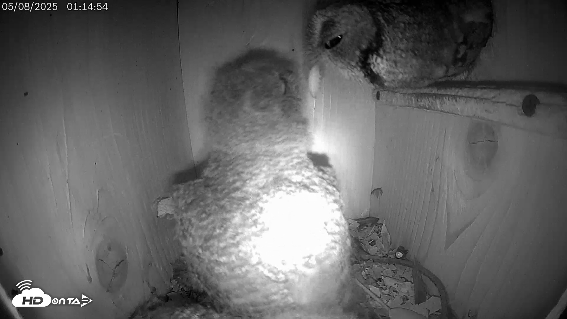 Snapshot of Eastern Screech Owl Live Cam taken May 8, 2025, 1:59am CDT