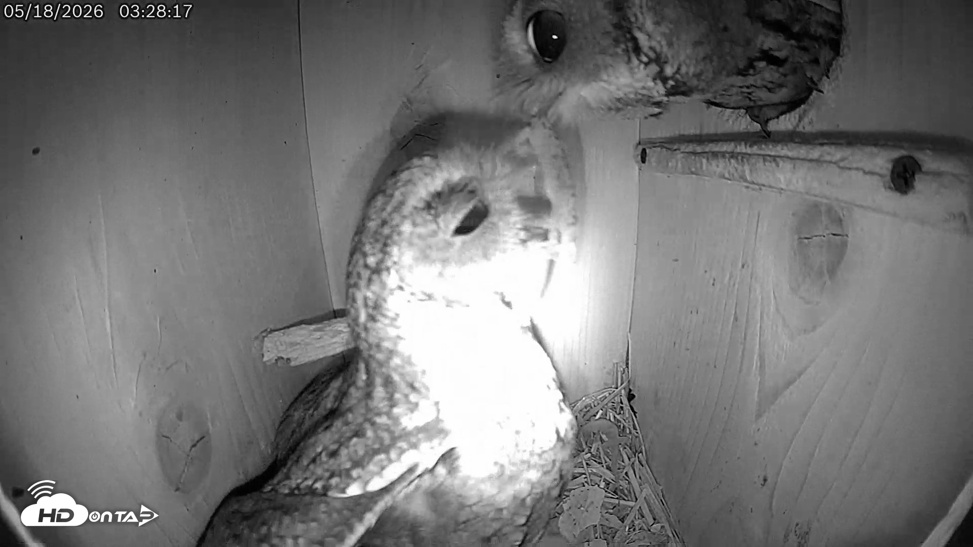 Snapshot of Eastern Screech Owl Live Cam taken May 18, 2026, 11:14am CDT