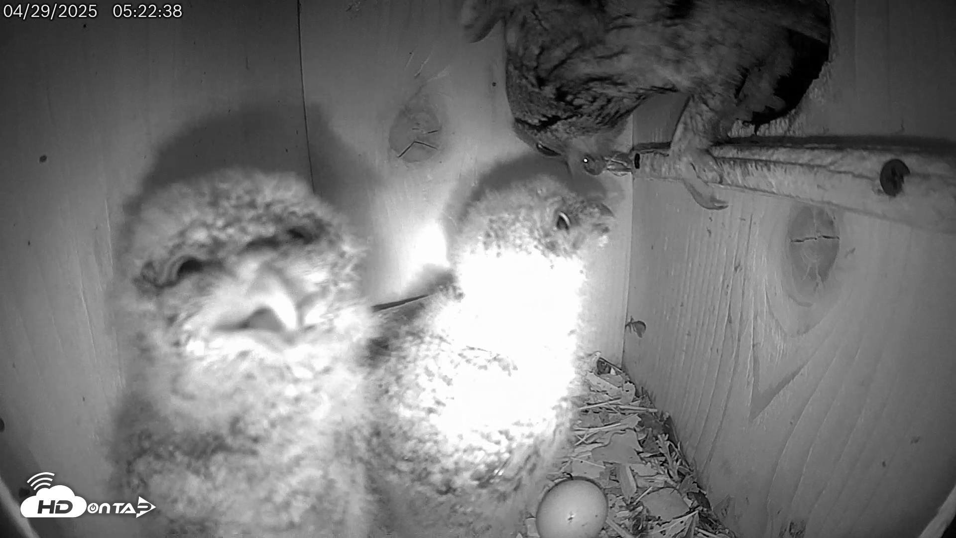 Snapshot of Eastern Screech Owl Live Cam taken Apr 29, 2025, 8:15am CDT