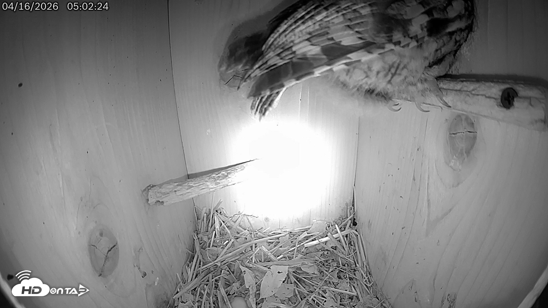 Snapshot of Eastern Screech Owl Live Cam taken Apr 16, 2026, 11:58am CDT