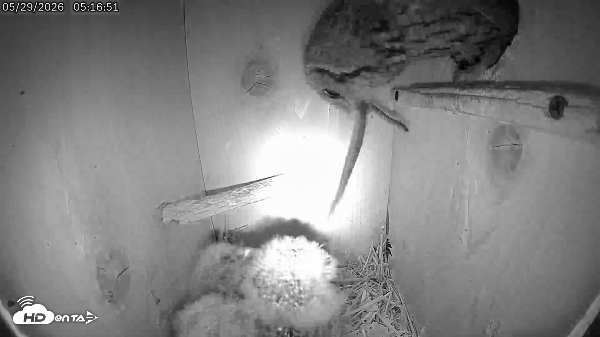Snapshot of Eastern Screech Owl Live Cam taken May 29, 2026, 5:20am CDT