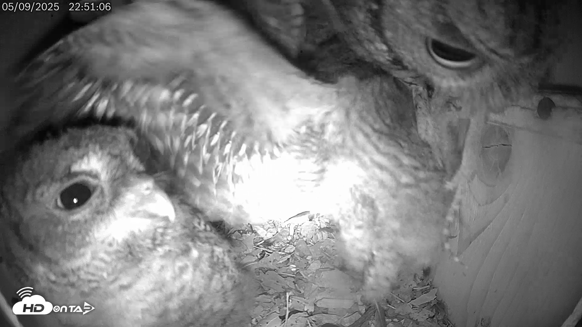 Snapshot of Eastern Screech Owl Live Cam taken May 9, 2025, 10:59pm CDT