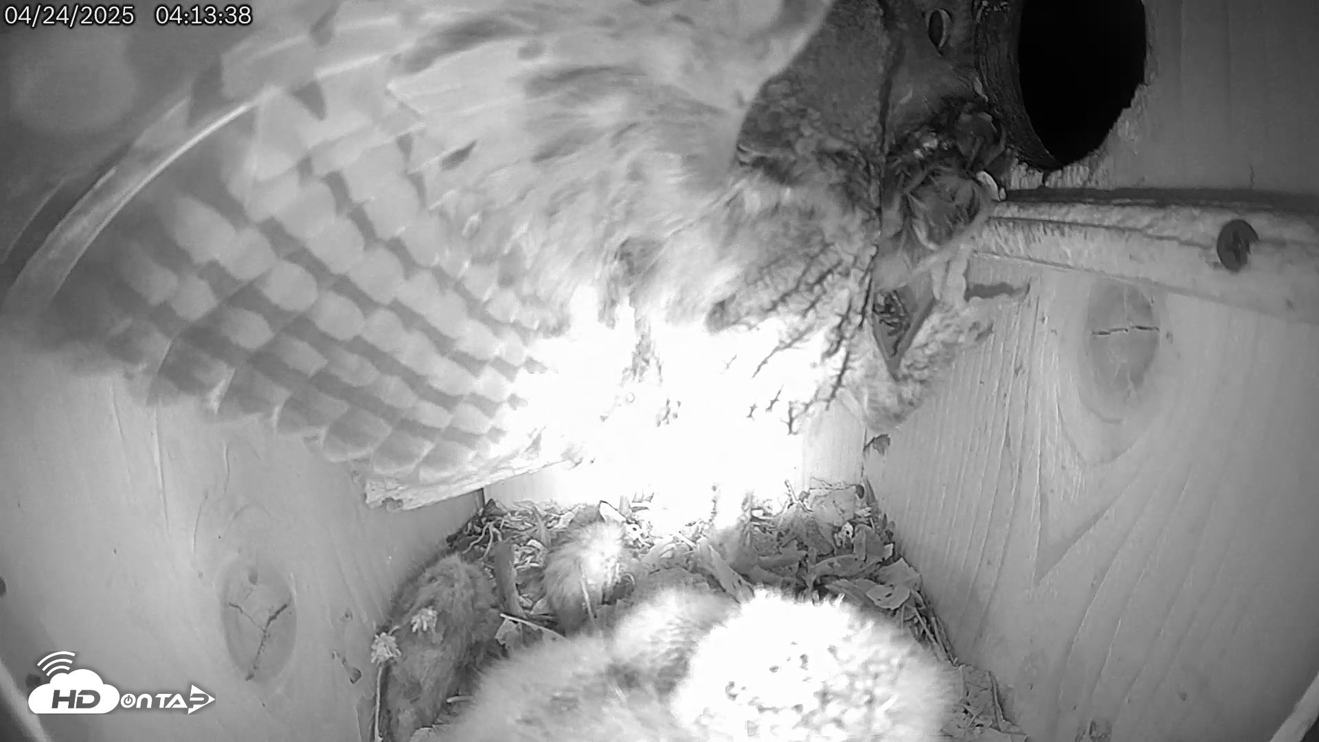 Snapshot of Eastern Screech Owl Live Cam taken Apr 24, 2025, 4:18am CDT