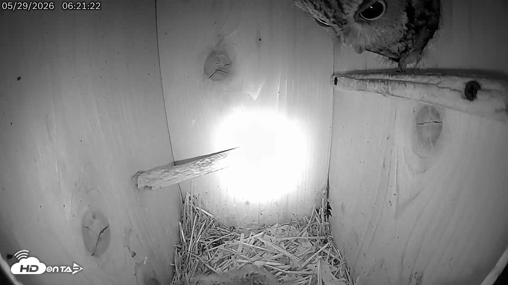Snapshot of Eastern Screech Owl Live Cam taken May 29, 2026, 6:22am CDT