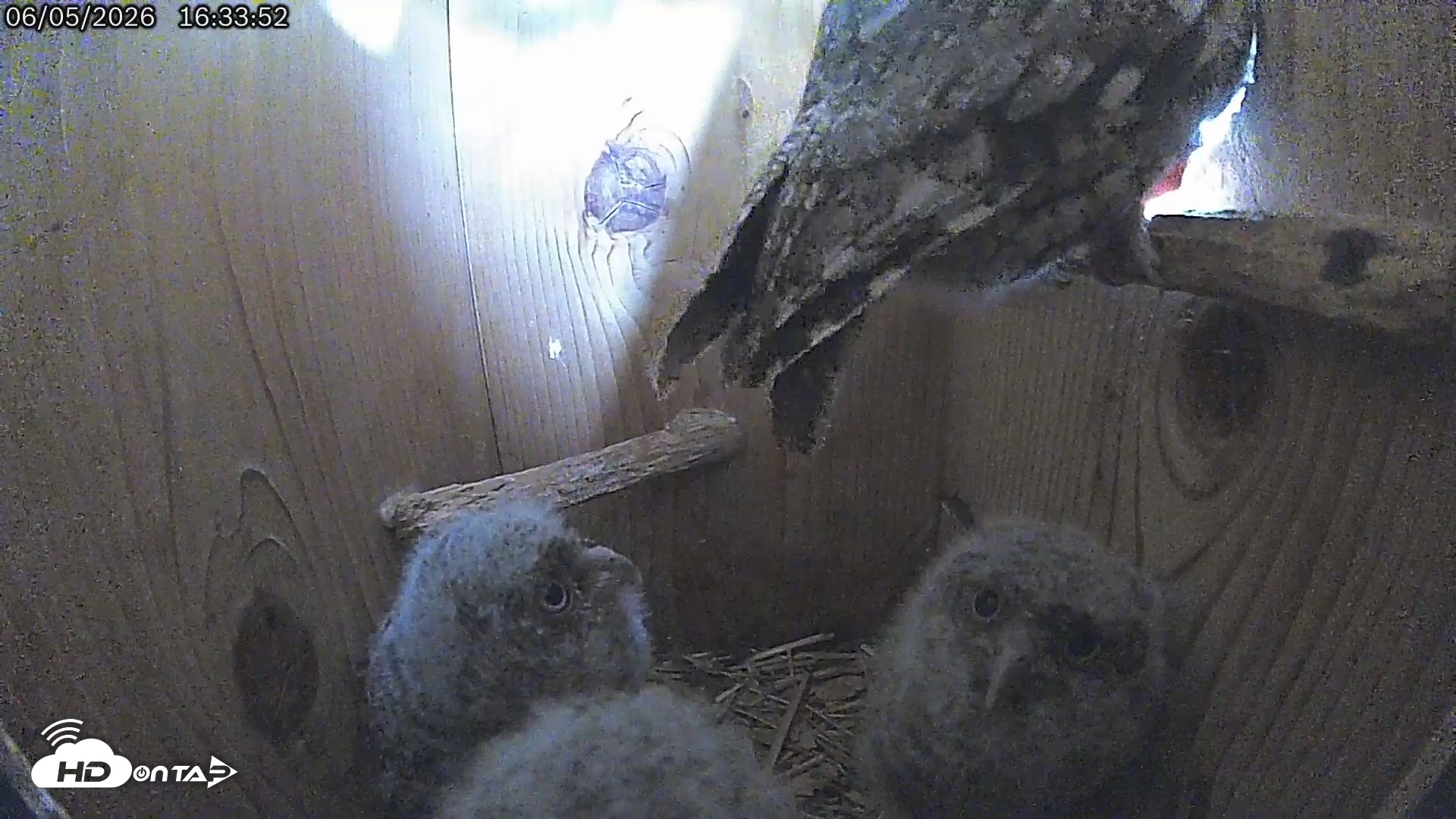 Snapshot of Eastern Screech Owl Live Cam taken Jun 5, 2026, 4:34pm CDT