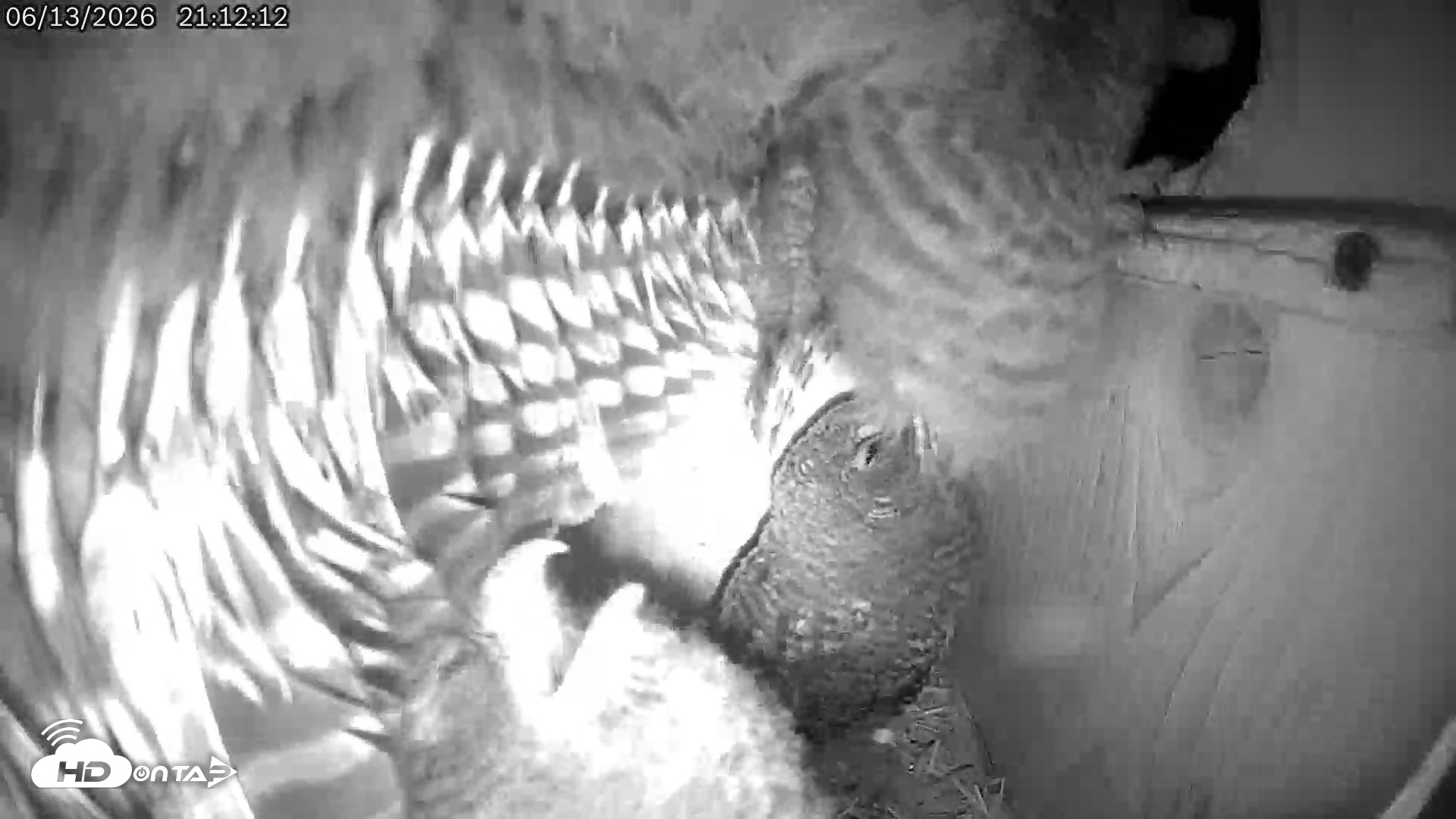 Snapshot of Eastern Screech Owl Live Cam taken Jun 13, 2026, 9:13pm CDT