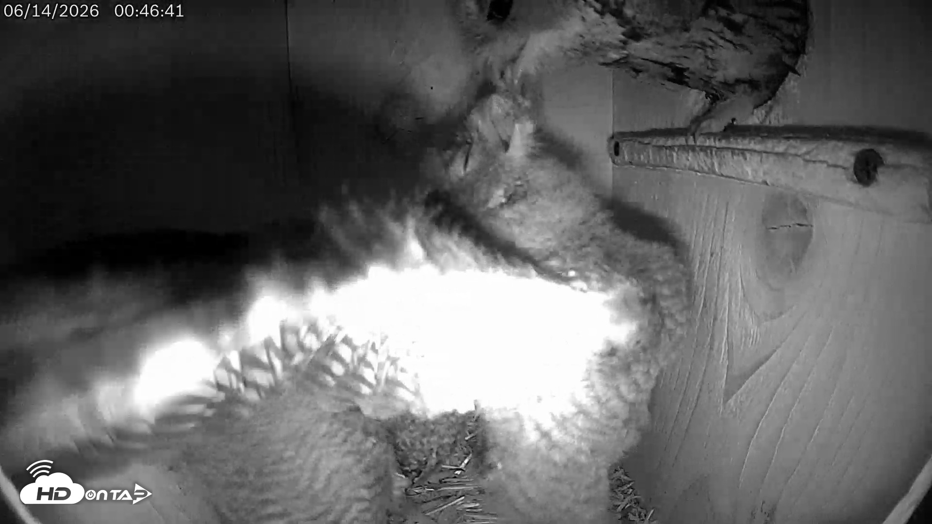 Snapshot of Eastern Screech Owl Live Cam taken Jun 14, 2026, 6:49am CDT
