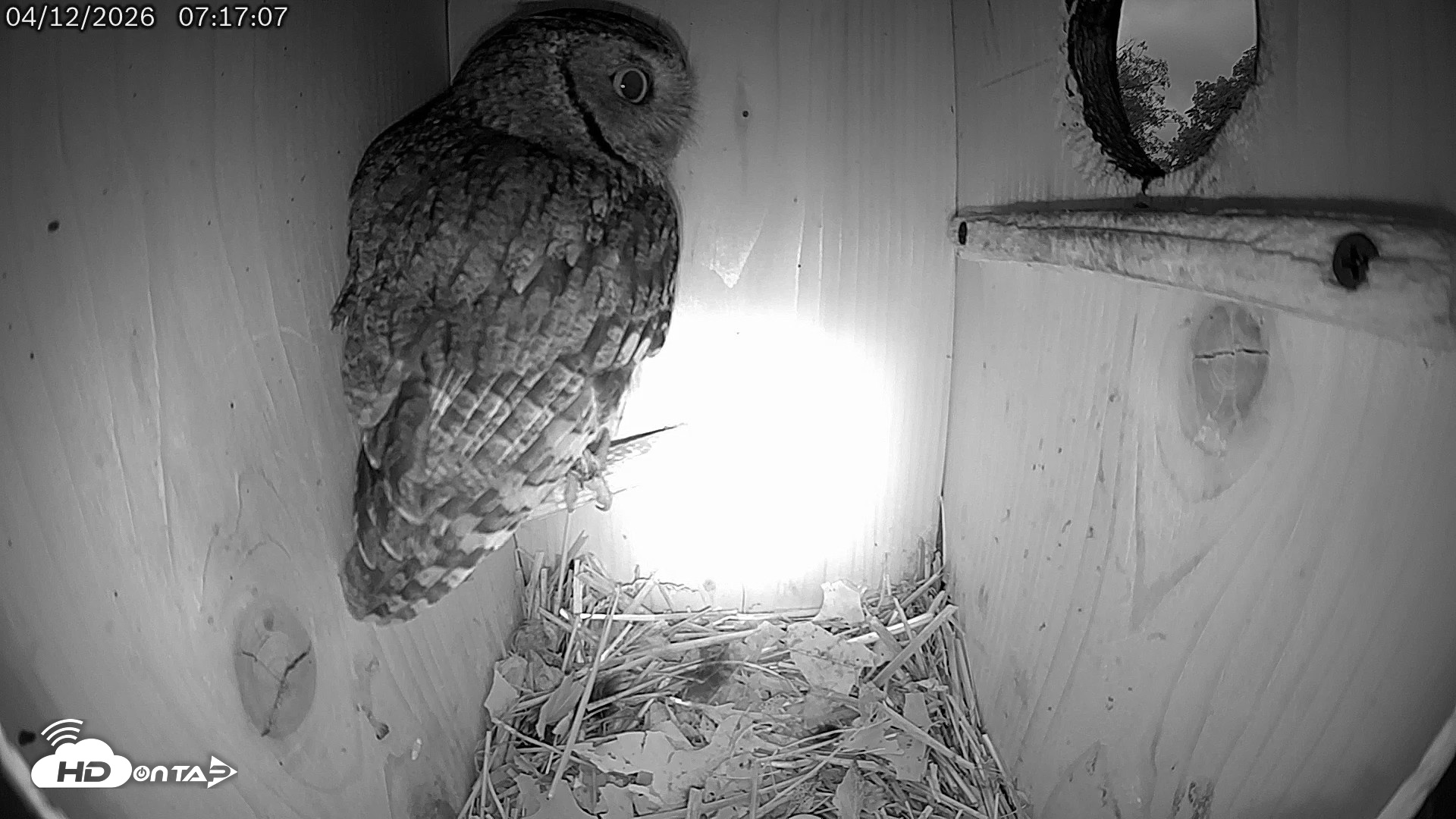 Snapshot of Eastern Screech Owl Live Cam taken Apr 12, 2026, 9:58am CDT