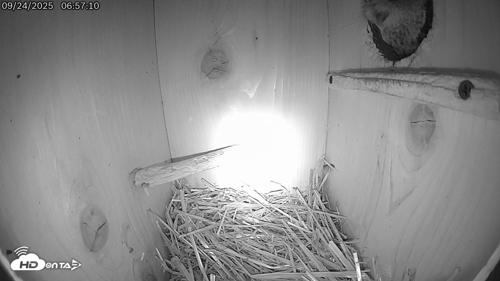 Snapshot of Eastern Screech Owl Live Cam taken Sep 24, 2025, 8:58am CDT