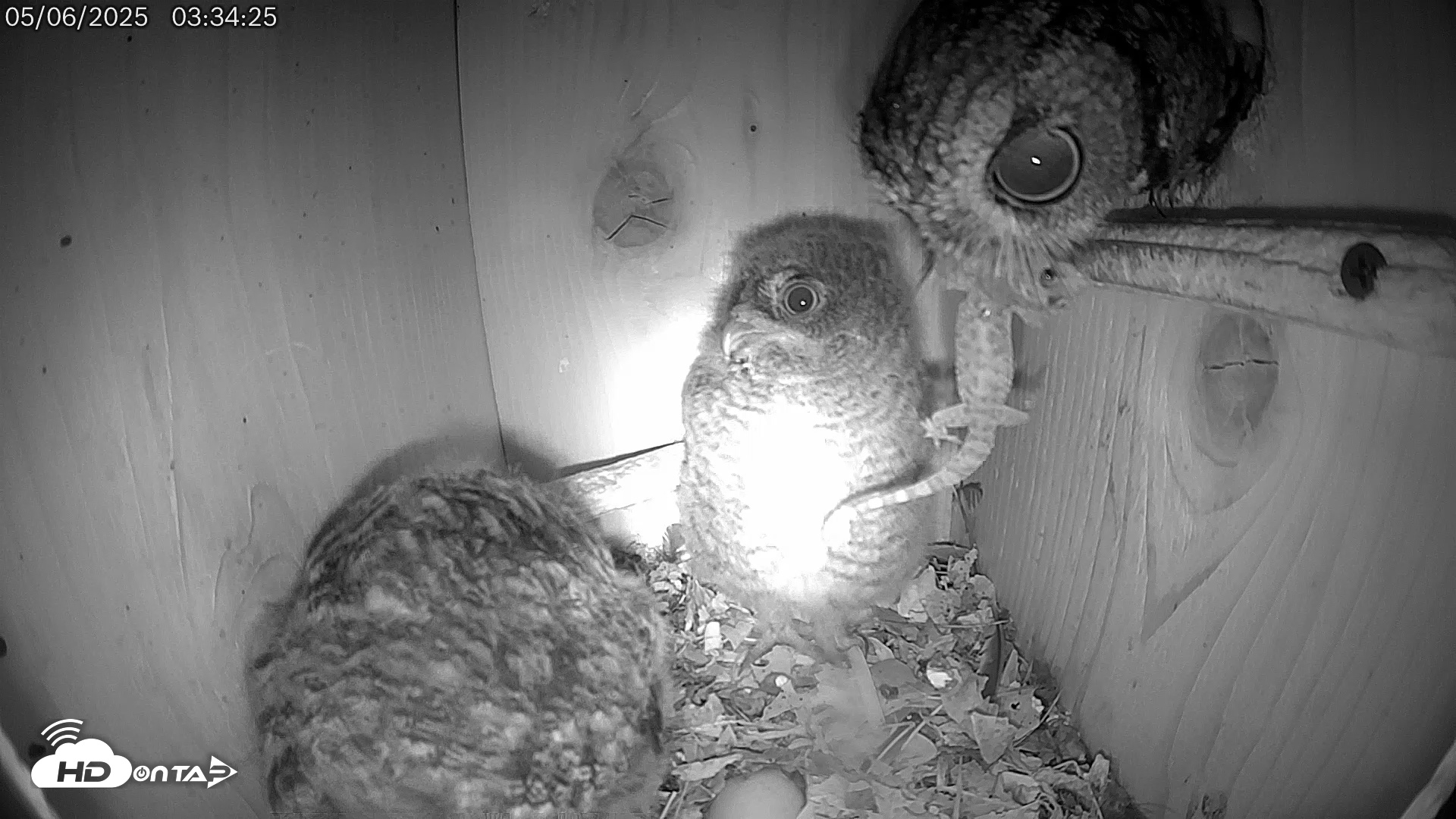 Snapshot of Eastern Screech Owl Live Cam taken May 6, 2025, 3:43am CDT