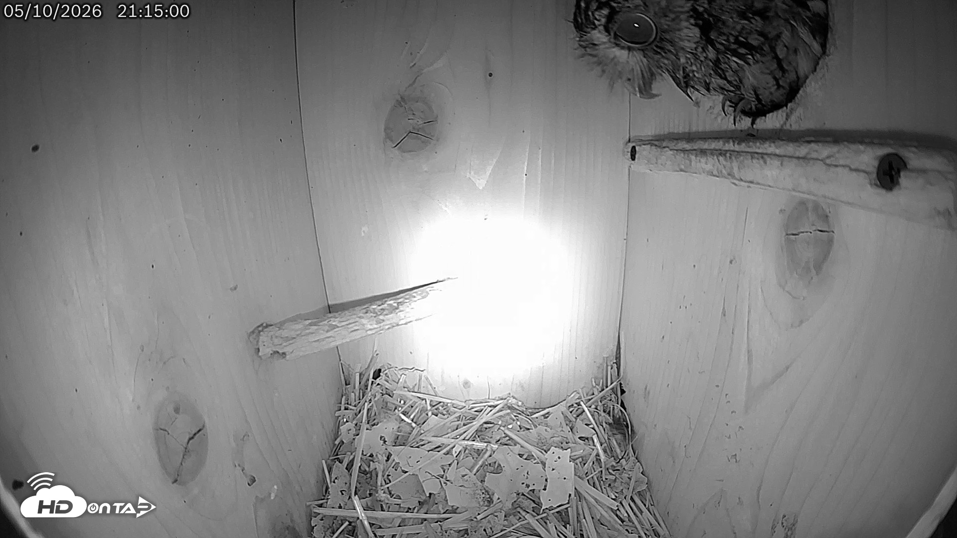 Snapshot of Eastern Screech Owl Live Cam taken May 11, 2026, 6:26am CDT