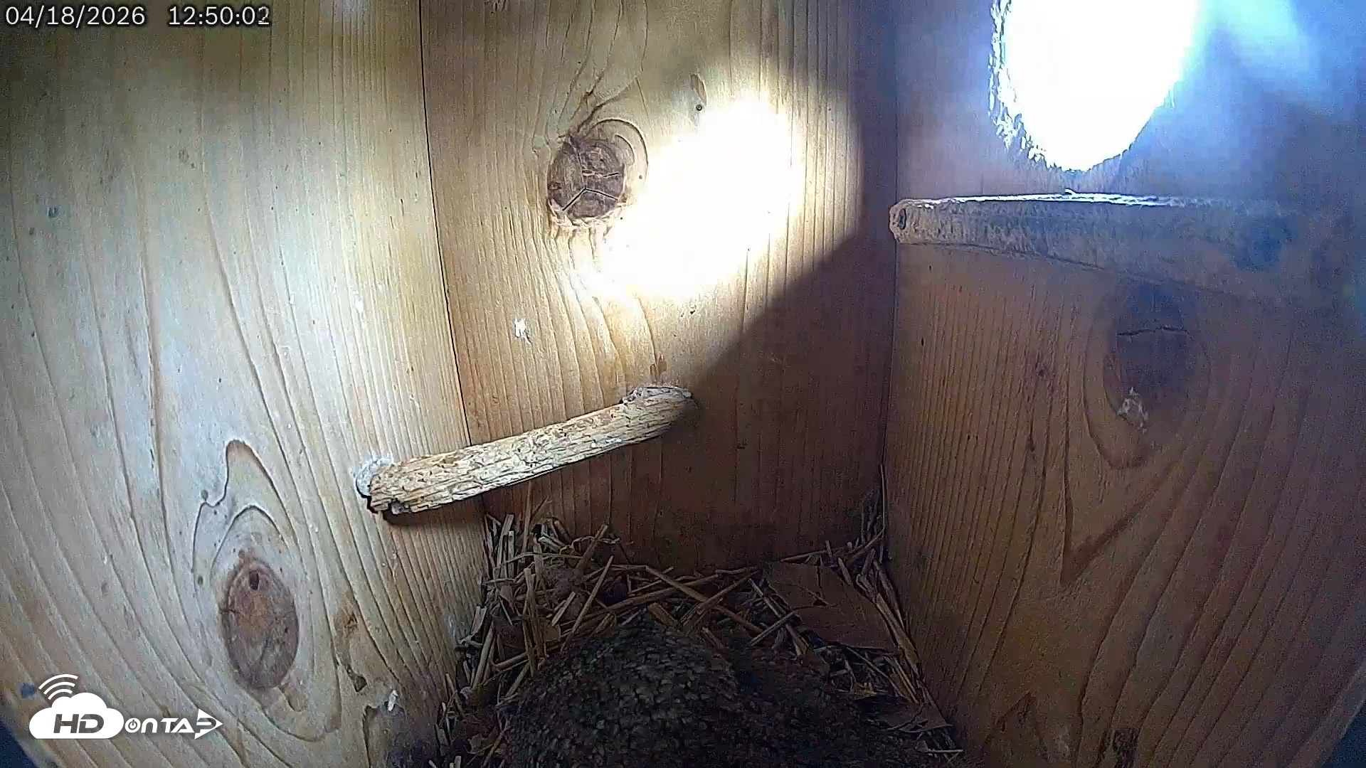 Snapshot of Eastern Screech Owl Live Cam taken Apr 18, 2026, 12:52pm CDT