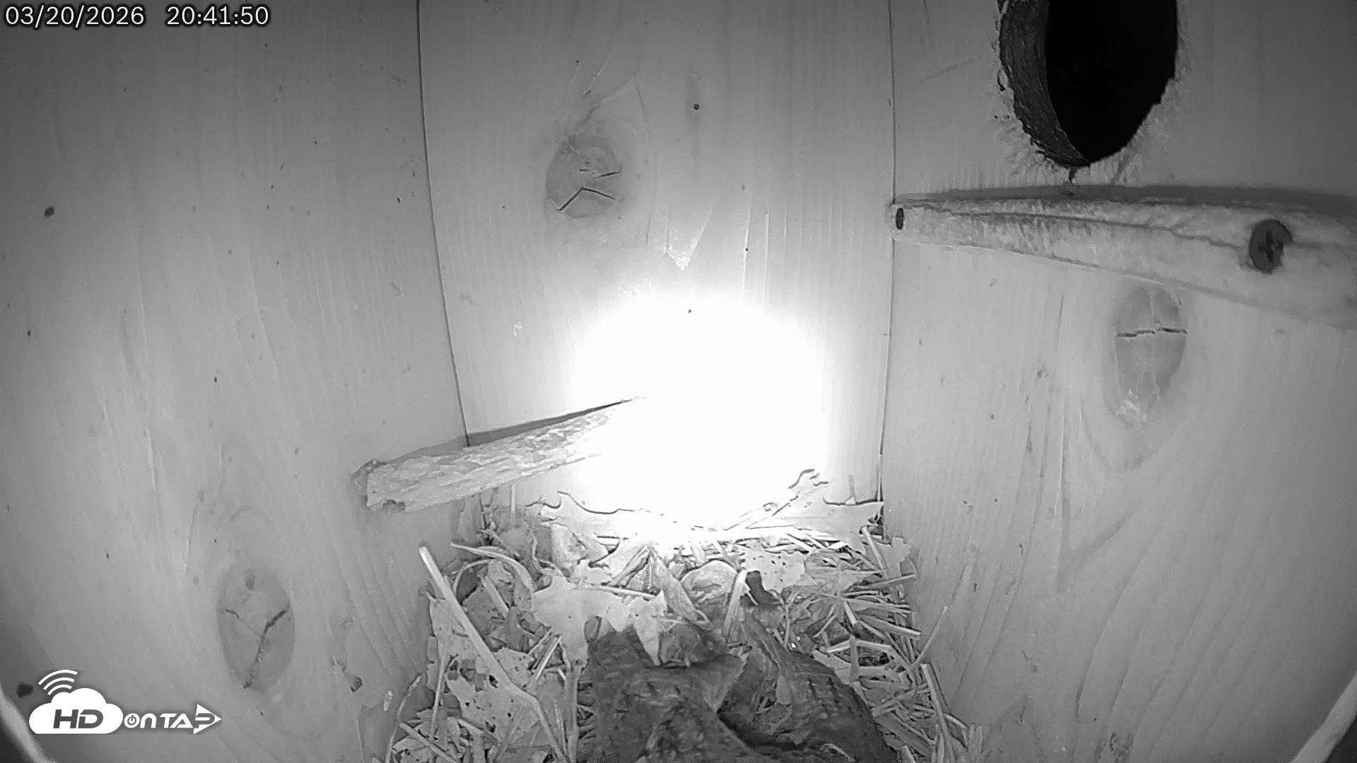 Snapshot of Eastern Screech Owl Live Cam taken Mar 21, 2026, 12:23am CDT