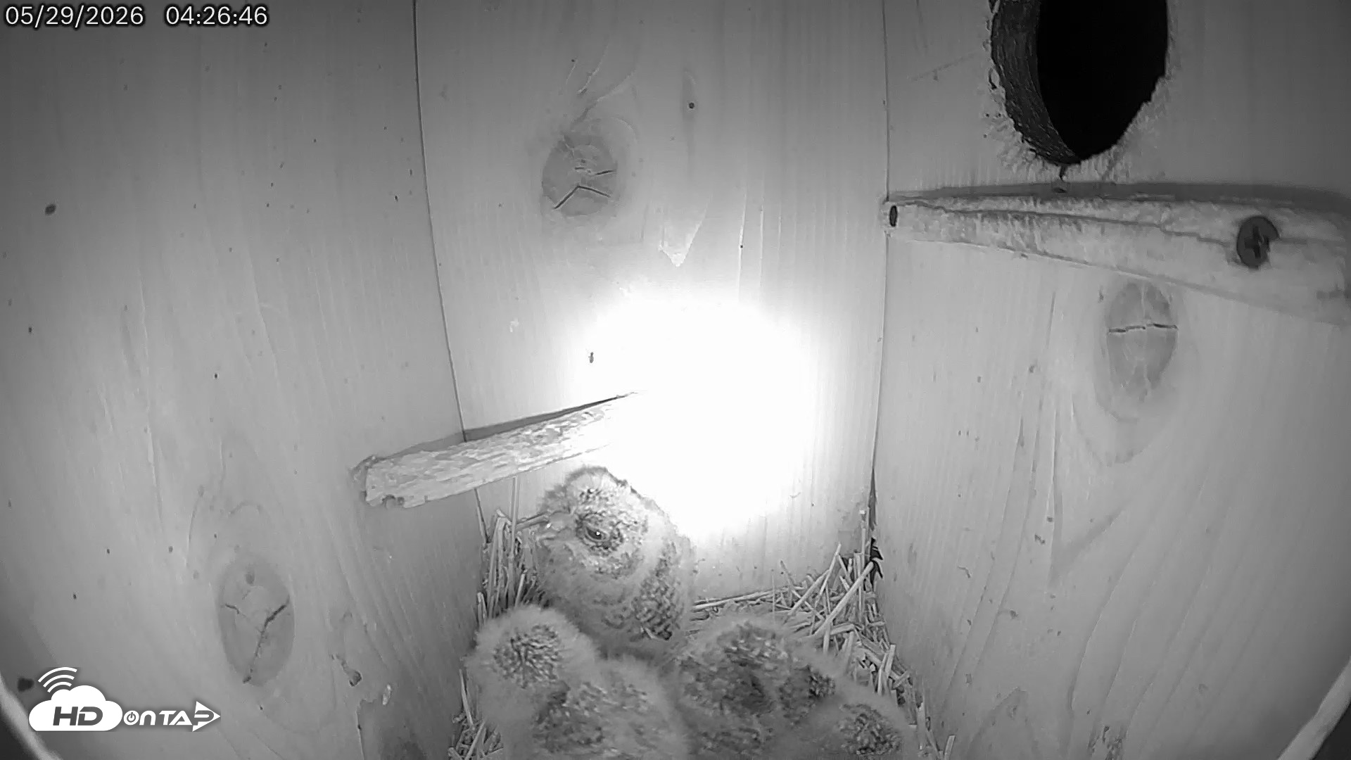 Snapshot of Eastern Screech Owl Live Cam taken May 29, 2026, 5:12am CDT