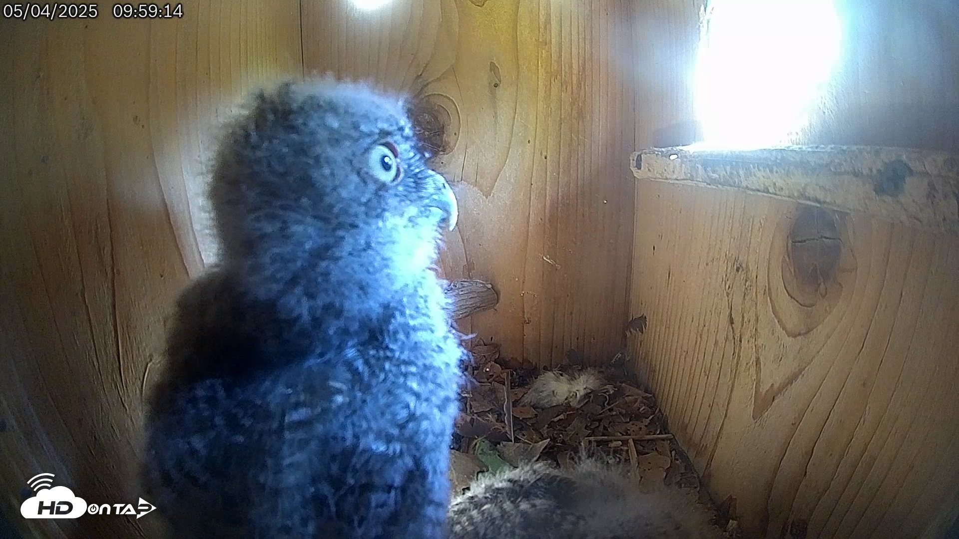 Snapshot of Eastern Screech Owl Live Cam taken May 4, 2025, 10:00am CDT