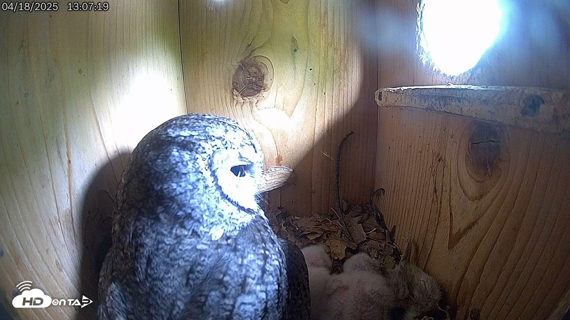 Snapshot of Eastern Screech Owl Live Cam taken Apr 18, 2025, 4:32pm CDT