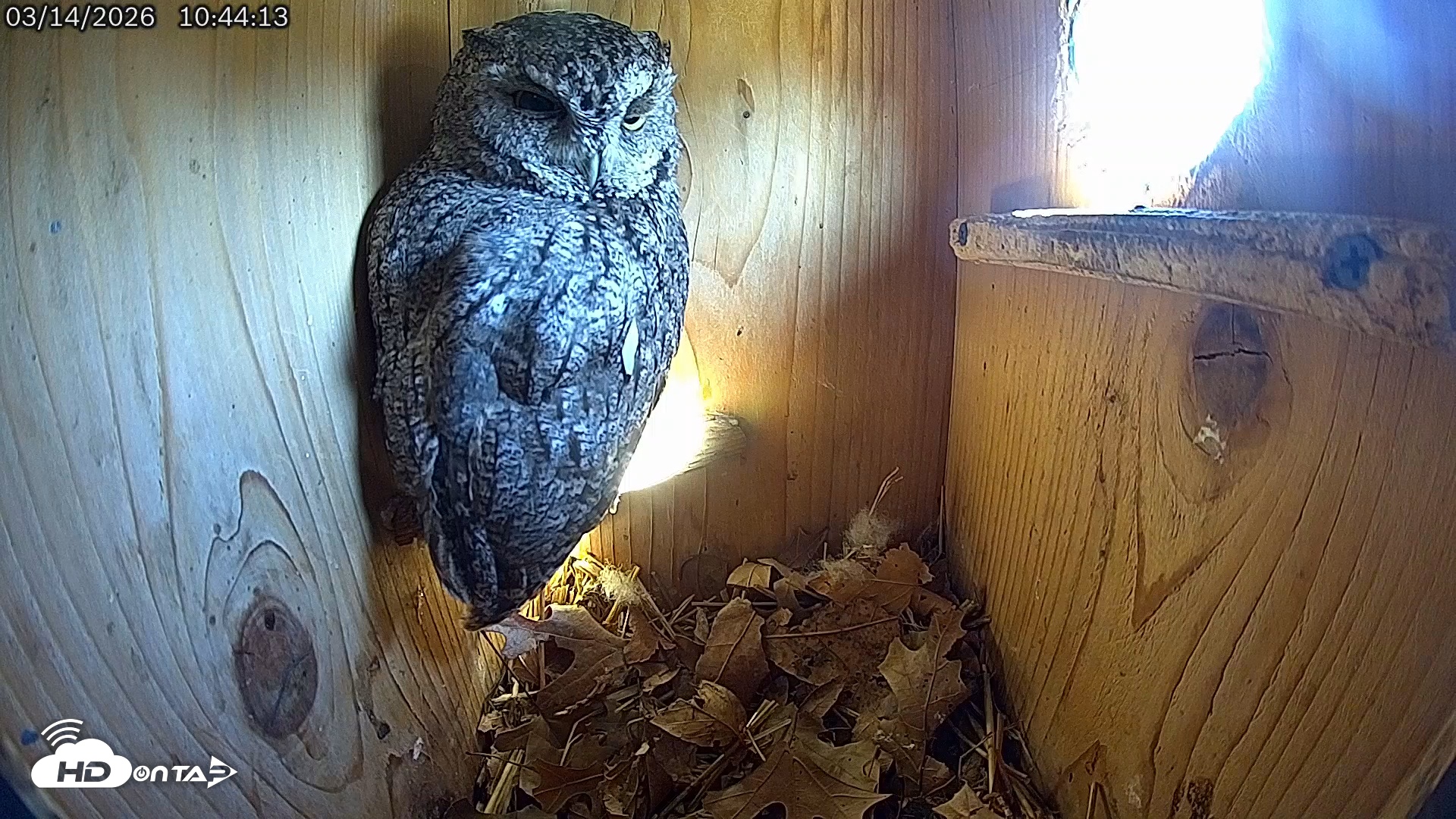 Snapshot of Eastern Screech Owl Live Cam taken Mar 14, 2026, 10:46am CDT