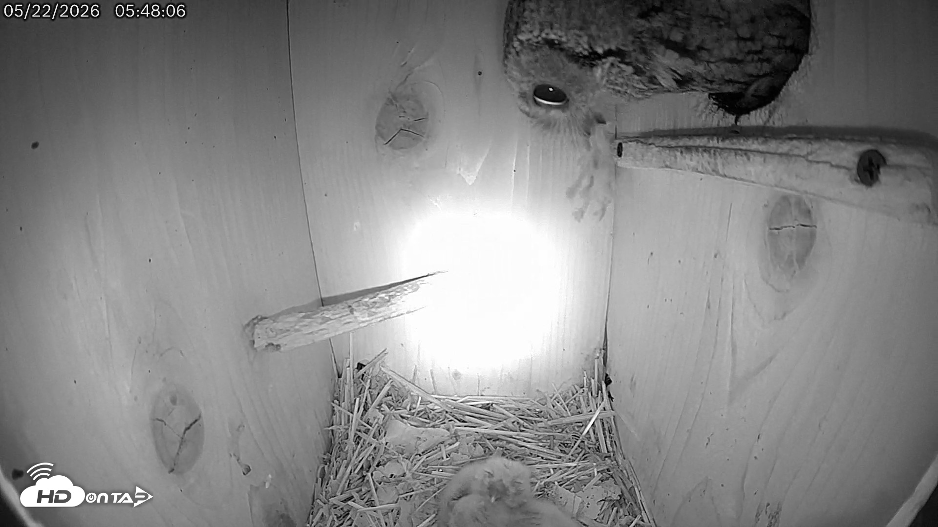 Snapshot of Eastern Screech Owl Live Cam taken May 22, 2026, 11:01am CDT