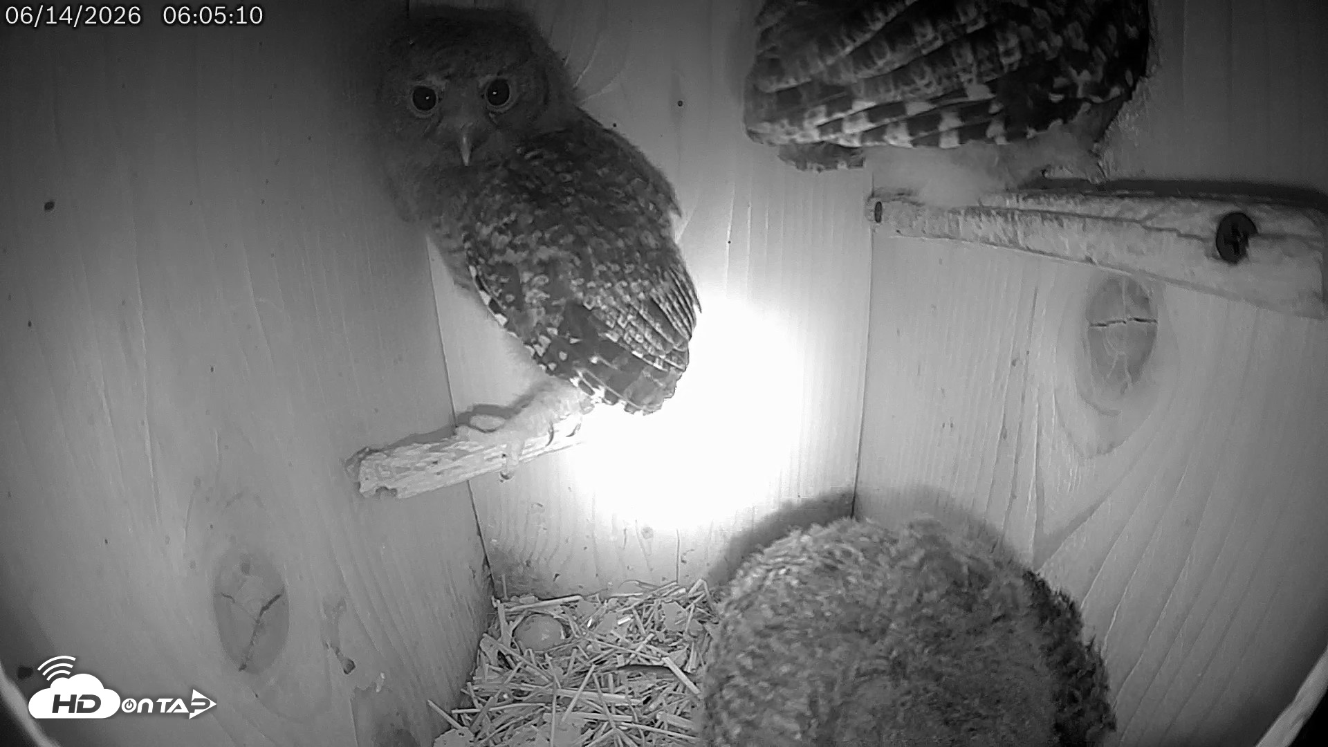 Snapshot of Eastern Screech Owl Live Cam taken Jun 14, 2026, 8:40am CDT