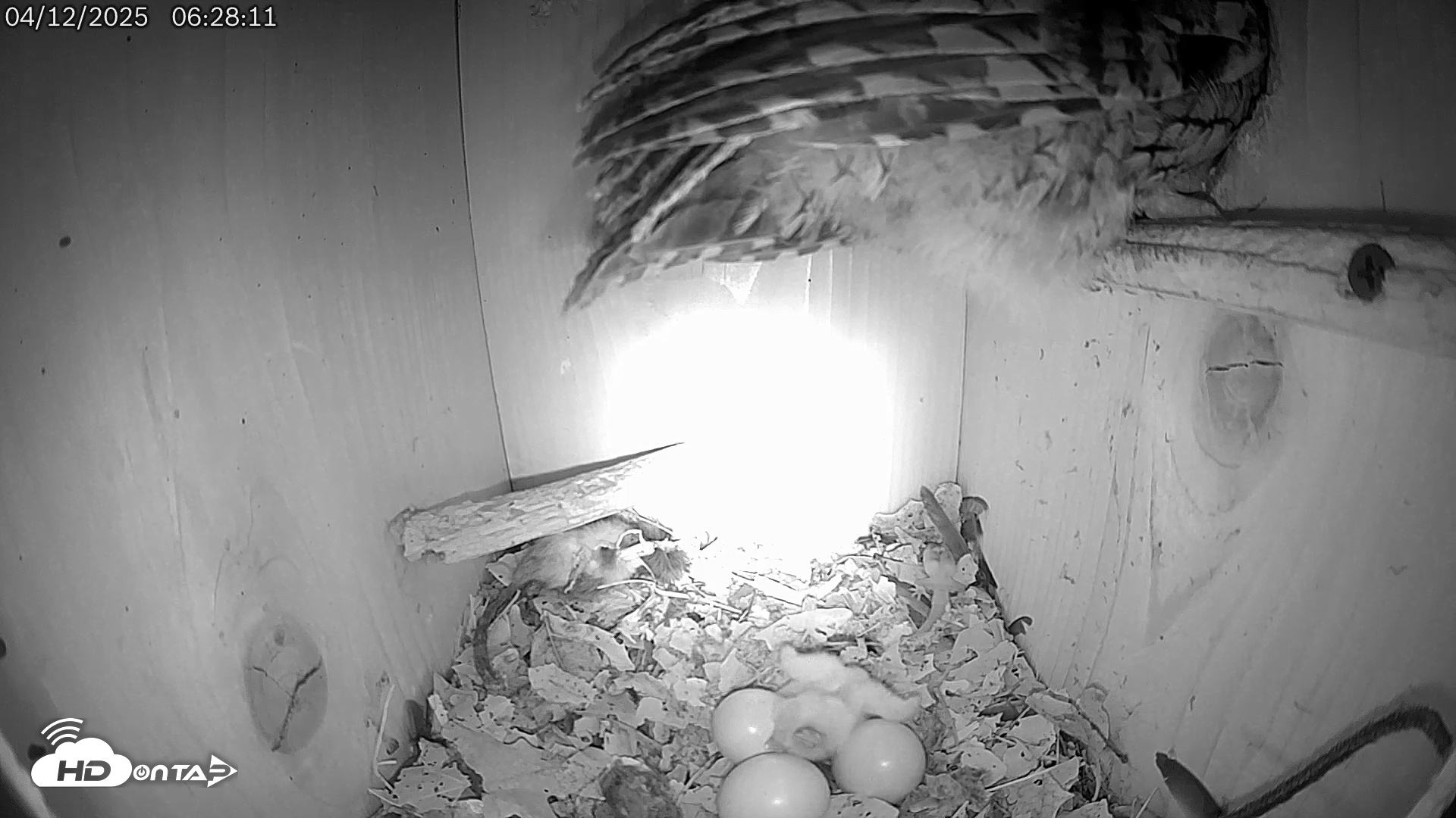 Snapshot of Eastern Screech Owl Live Cam taken Apr 12, 2025, 6:32am CDT
