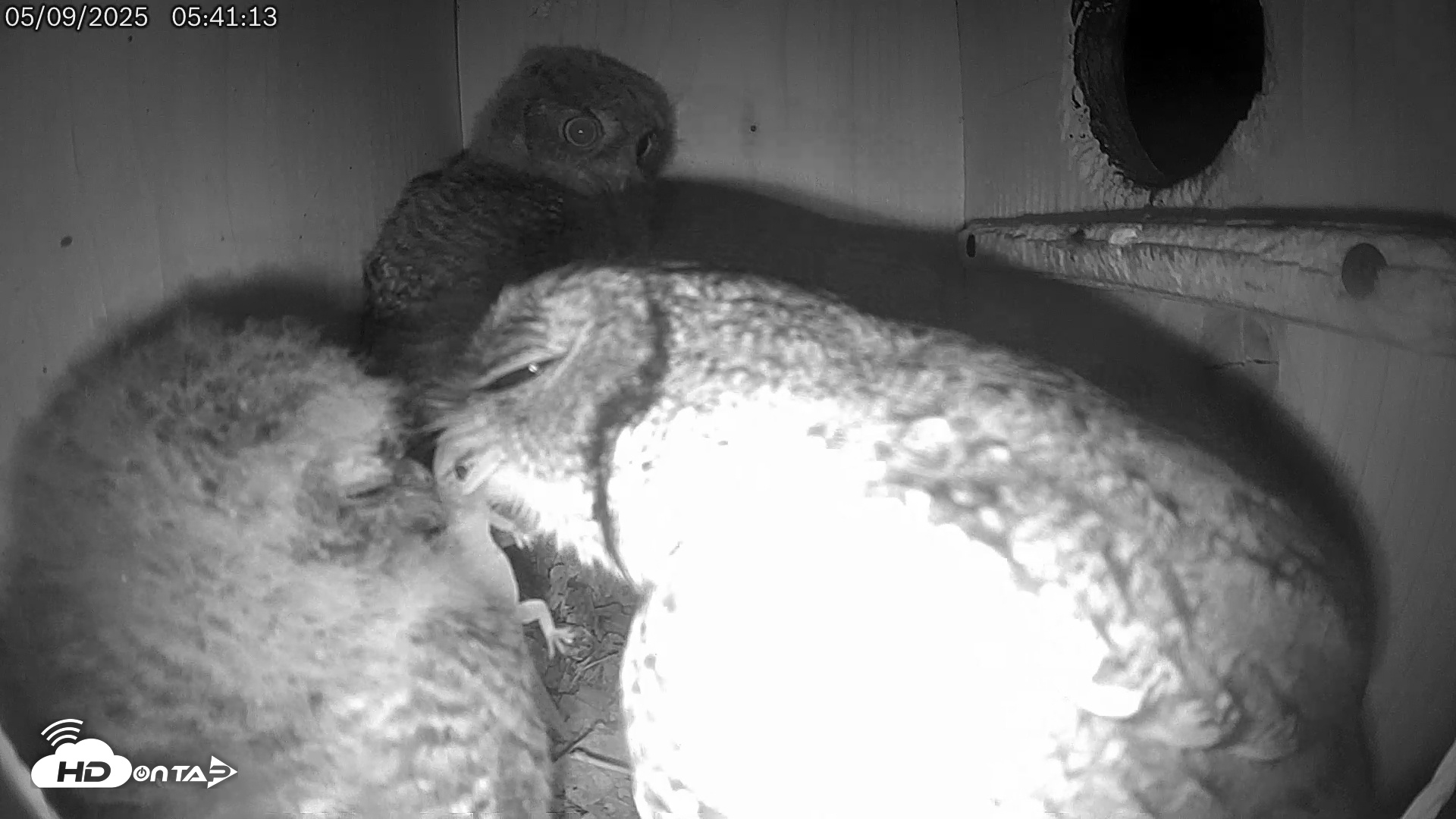 Snapshot of Eastern Screech Owl Live Cam taken May 9, 2025, 2:33pm CDT