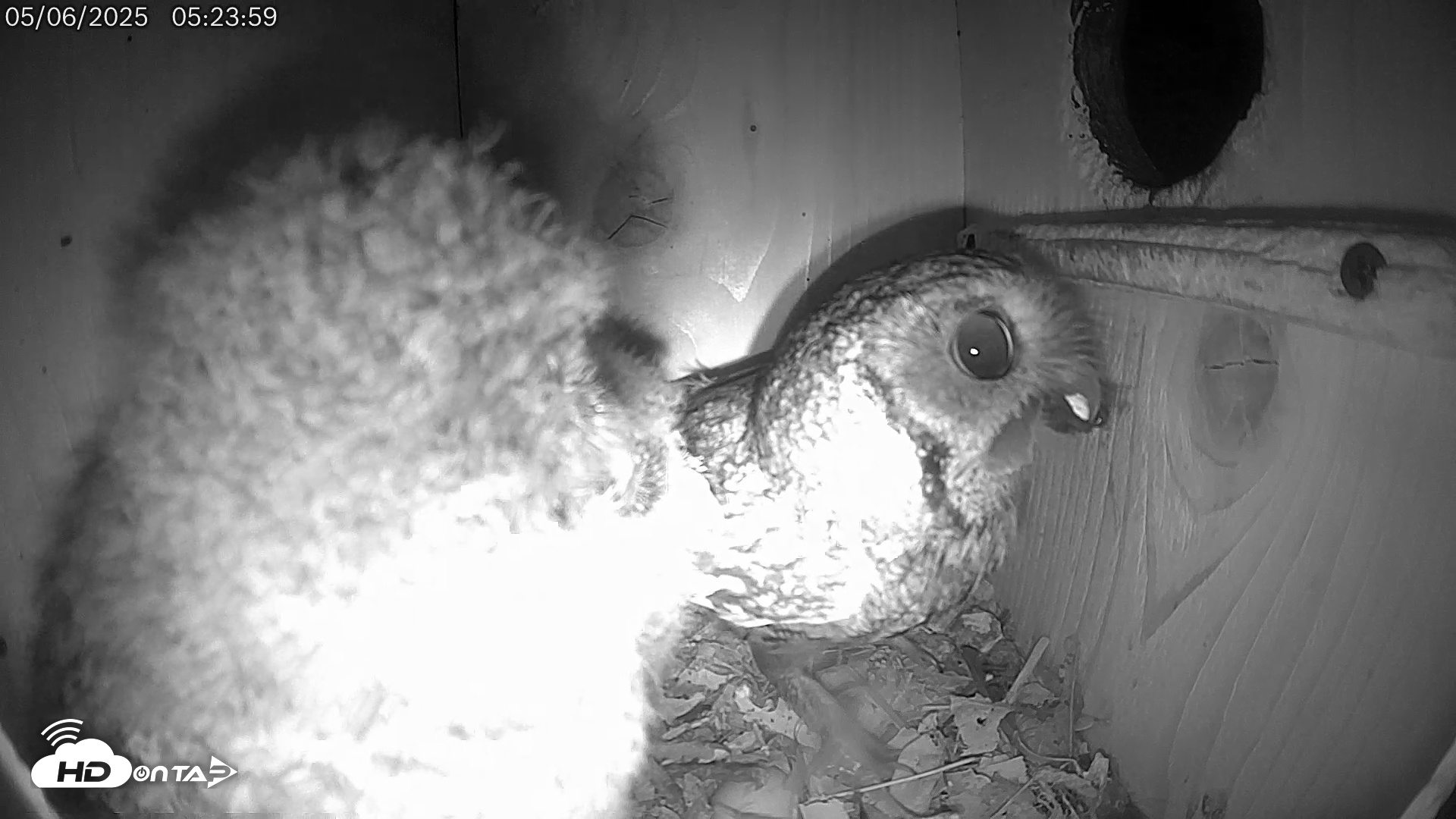 Snapshot of Eastern Screech Owl Live Cam taken May 6, 2025, 6:14am CDT