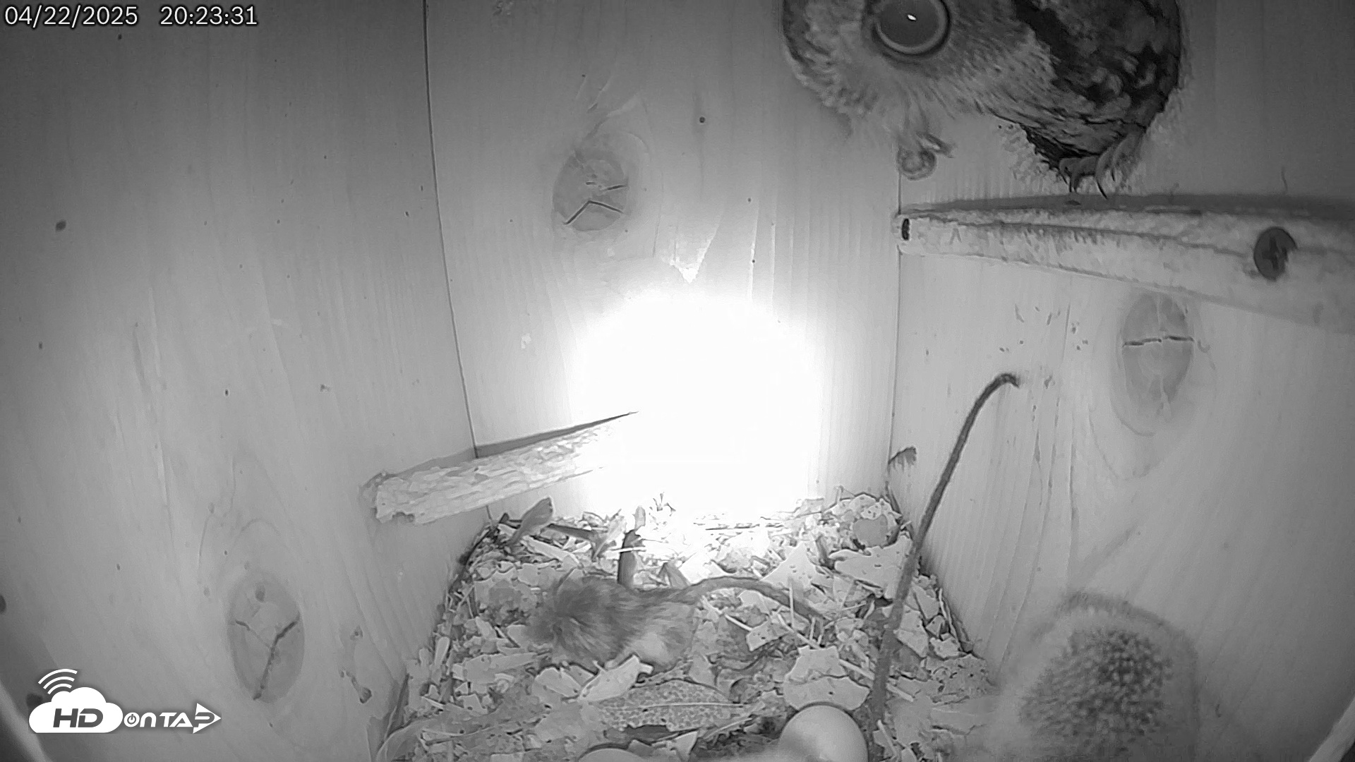 Snapshot of Eastern Screech Owl Live Cam taken Apr 23, 2025, 1:35am CDT