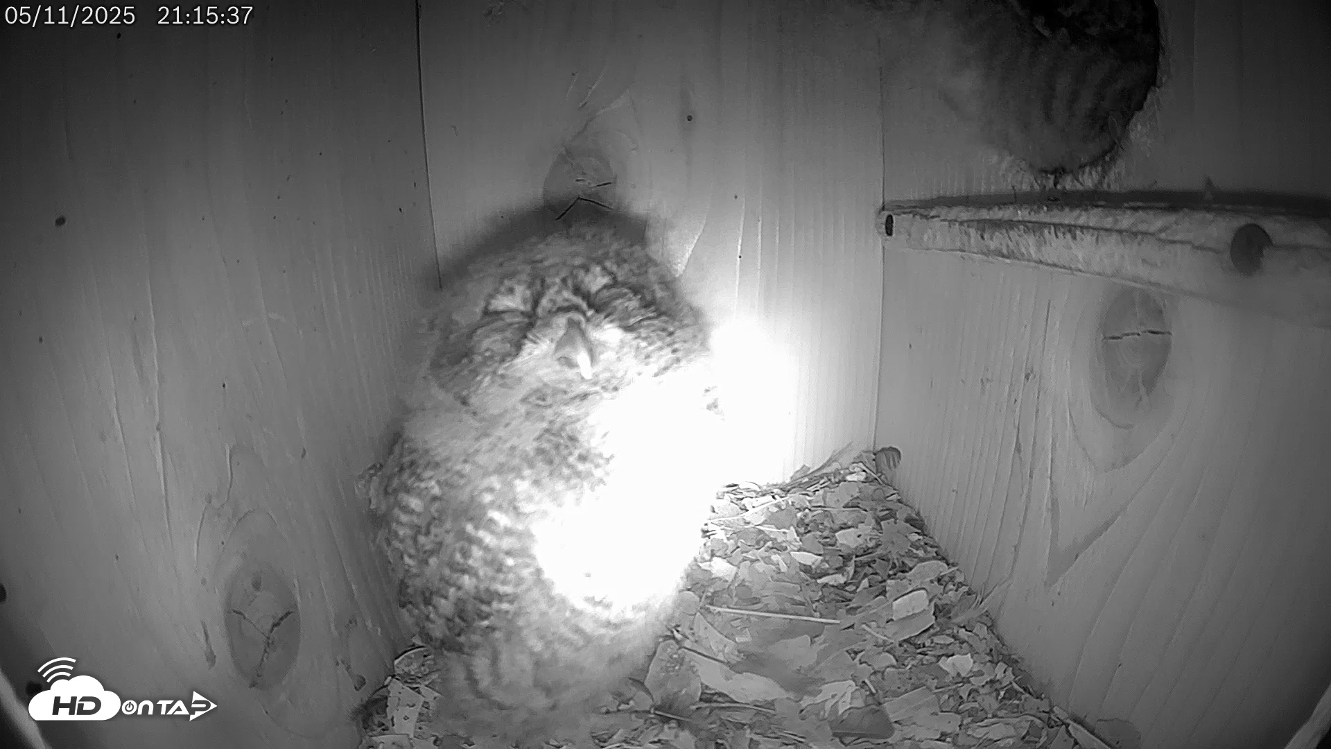 Snapshot of Eastern Screech Owl Live Cam taken May 11, 2025, 9:27pm CDT